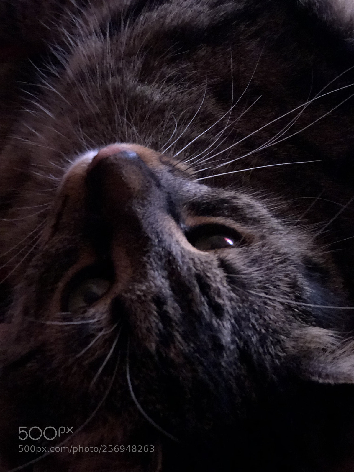 Apple iPhone 8 Plus sample photo. Cat photography