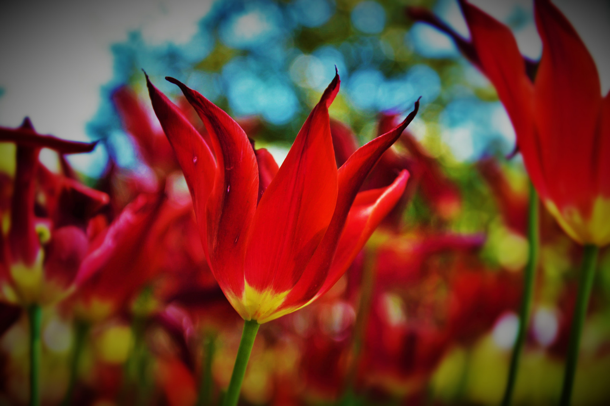 Nikon D3100 sample photo. Tulip photography