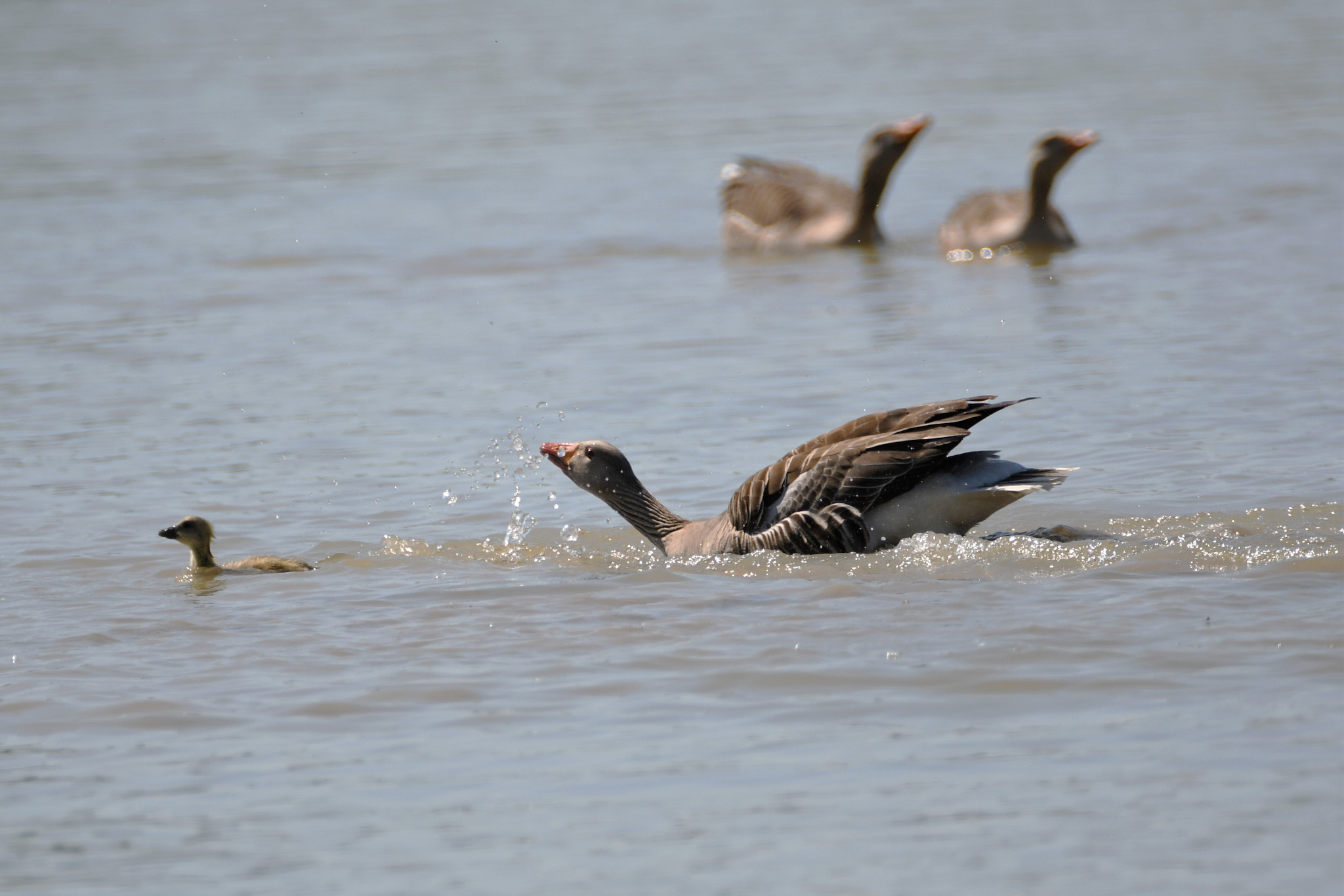 Nikon D7500 sample photo. Mommy come and get me !!! photography