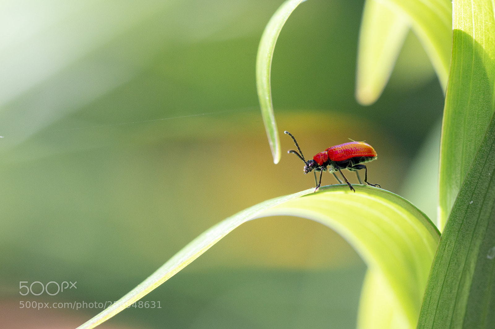 Canon EOS 70D sample photo. Shady beetle photography