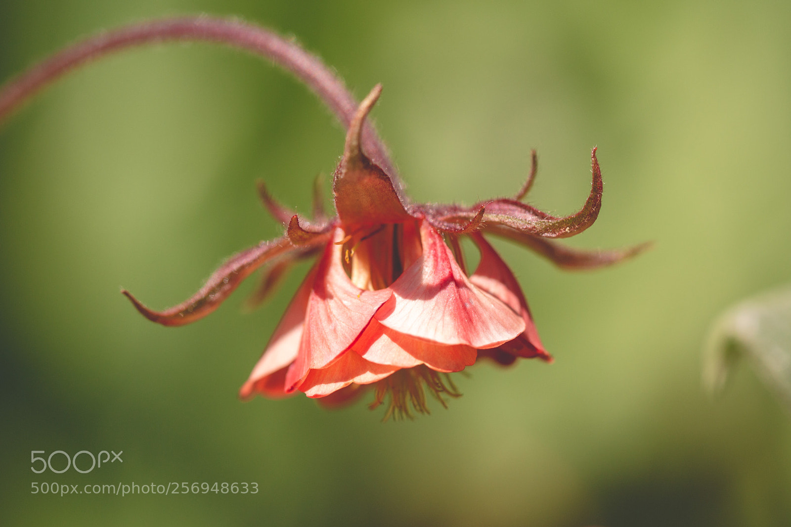 Canon EOS 70D sample photo. Sunny geum photography