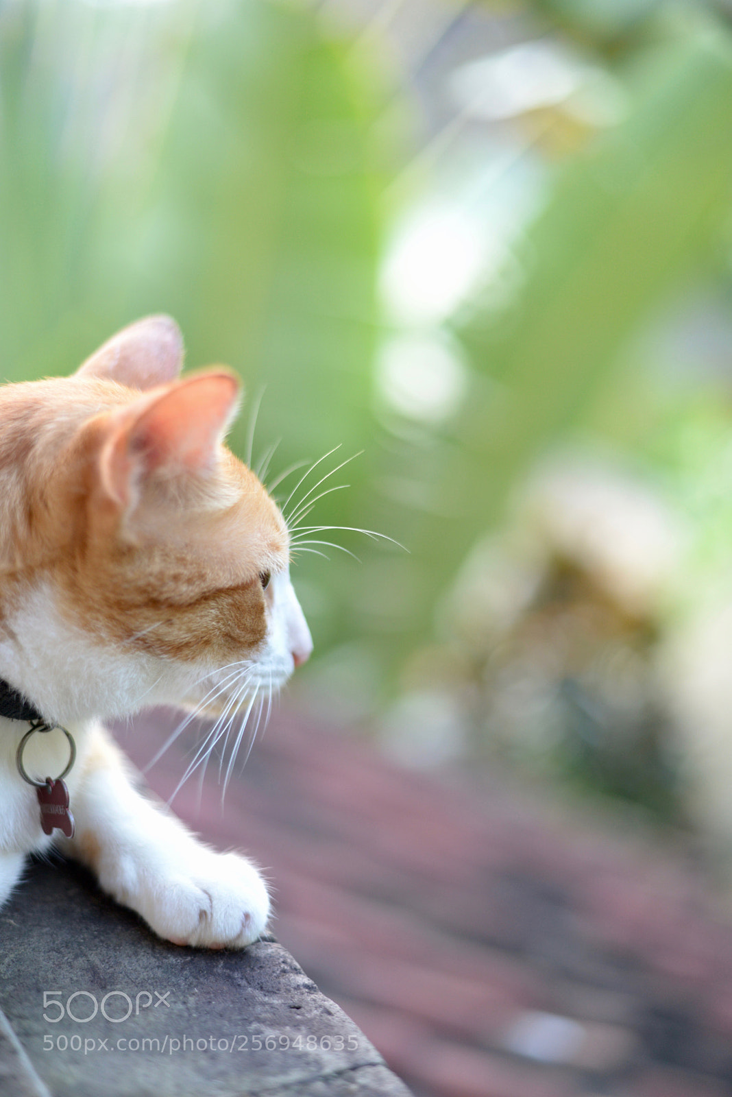 Nikon D610 sample photo. Speedy at home in photography