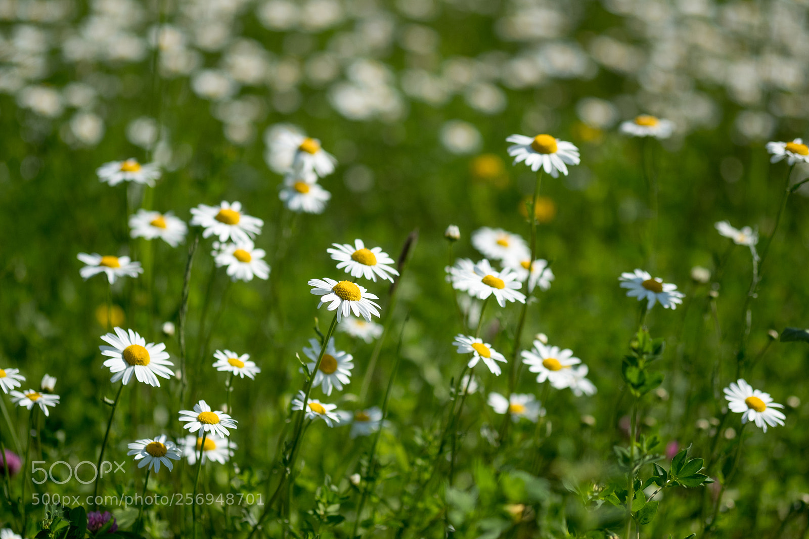 Fujifilm X-T2 sample photo. Margeriten photography