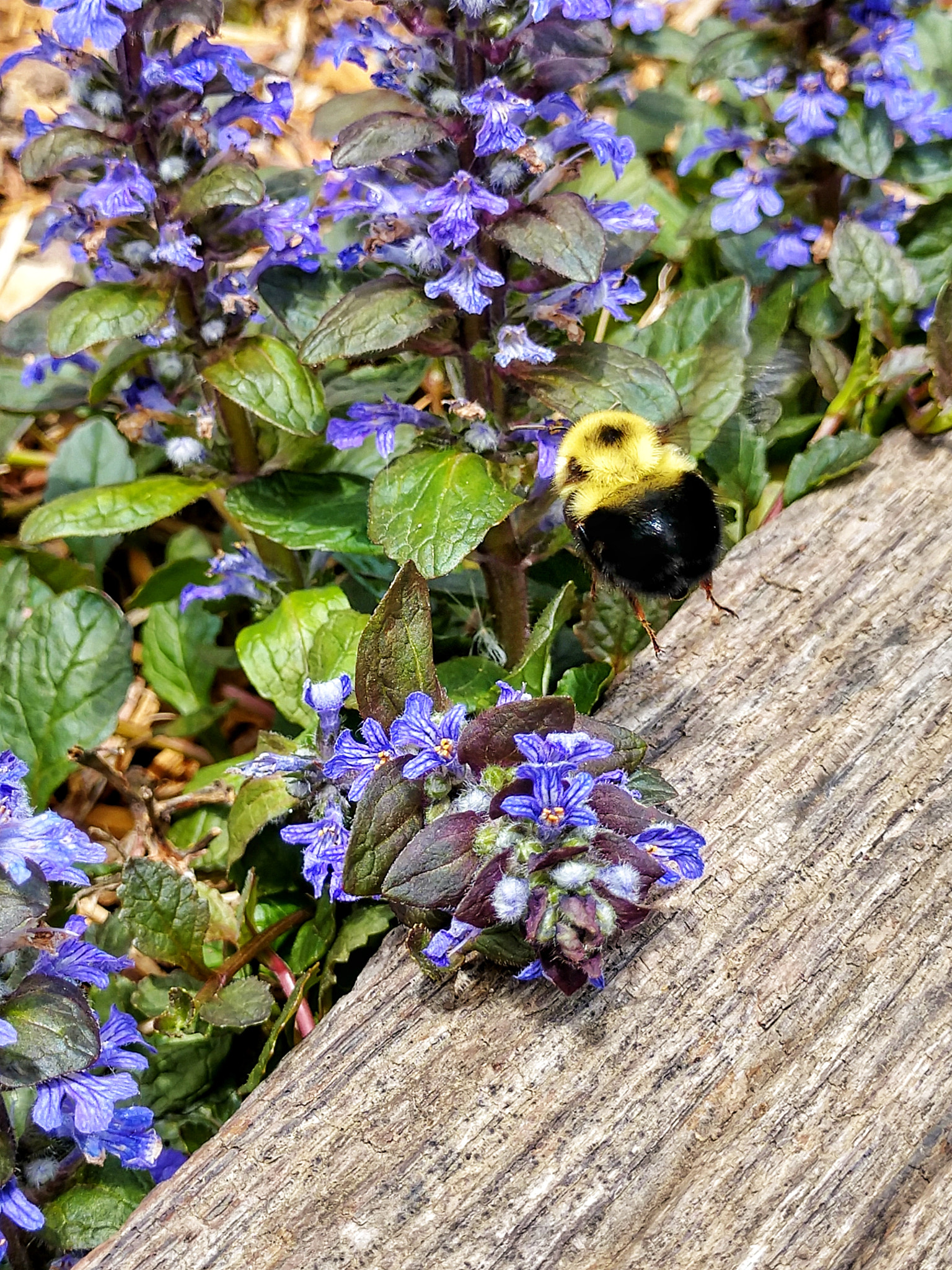 Motorola Moto Z (2) sample photo. Bumble bee pollinating ajuga photography