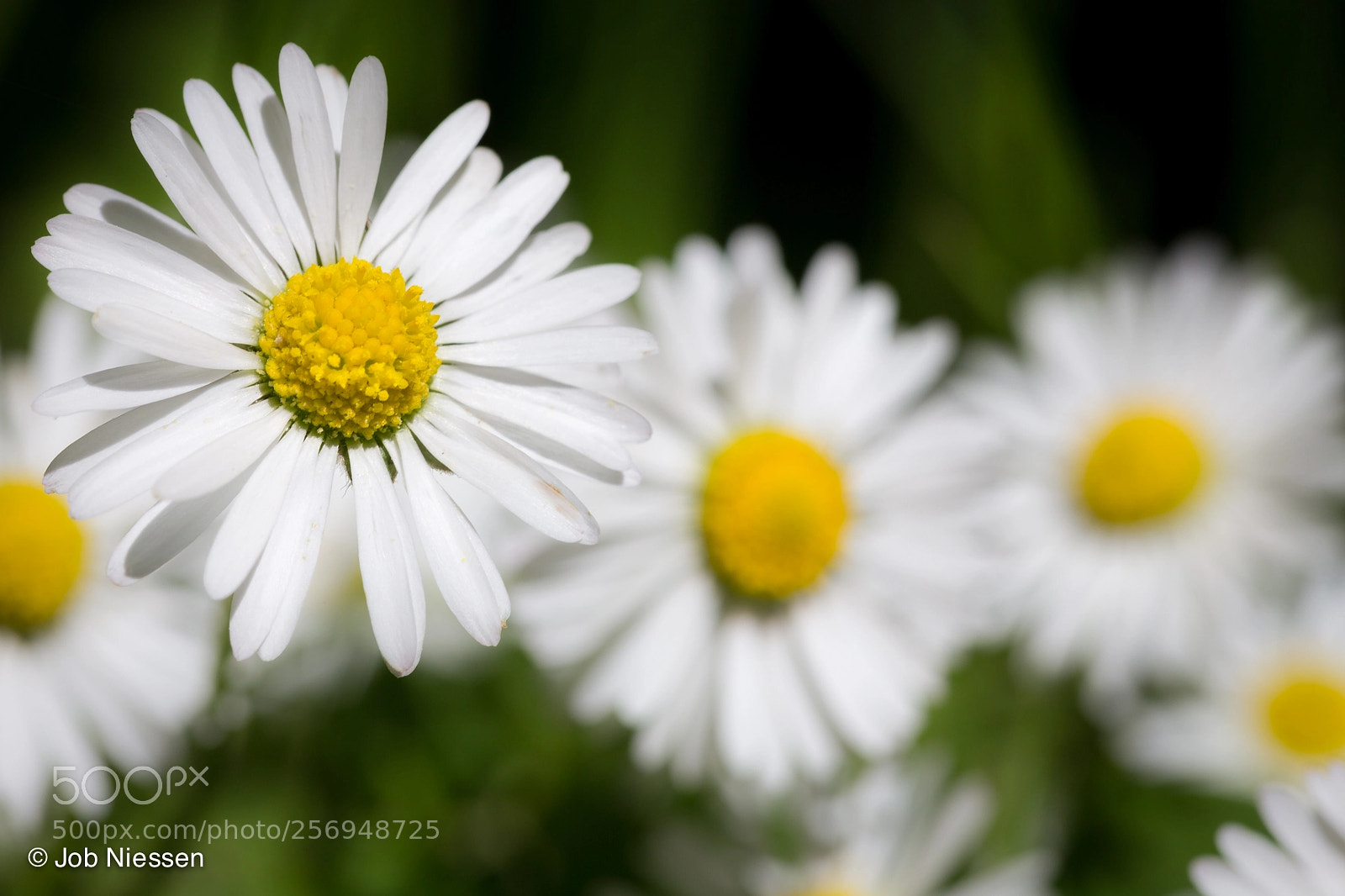 Canon EOS 6D sample photo. Daisys photography