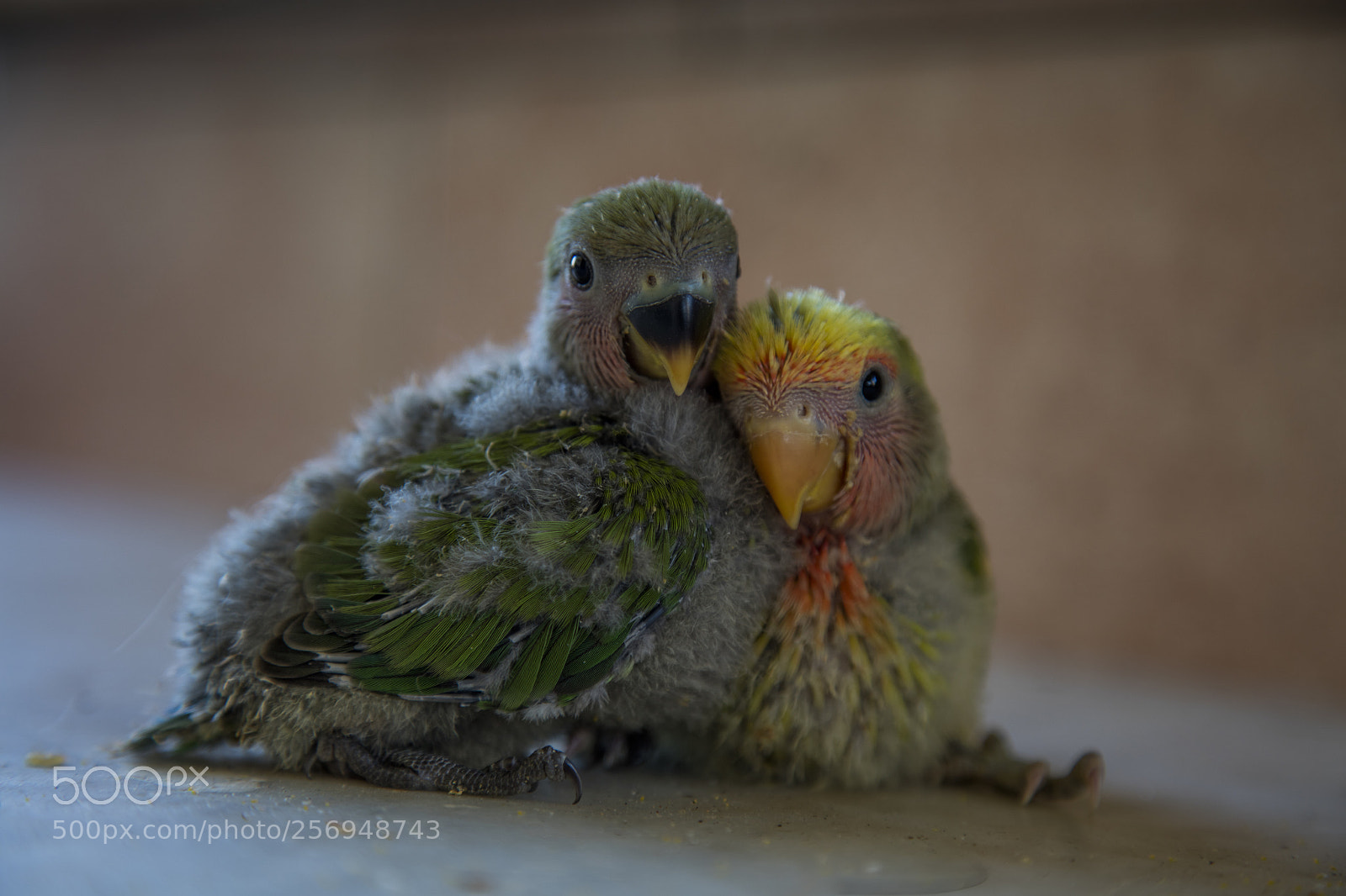 Canon EOS 5DS sample photo. My friends parrots photography