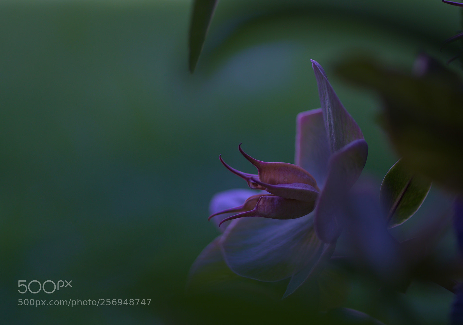 Pentax K-3 sample photo. ~?~... photography