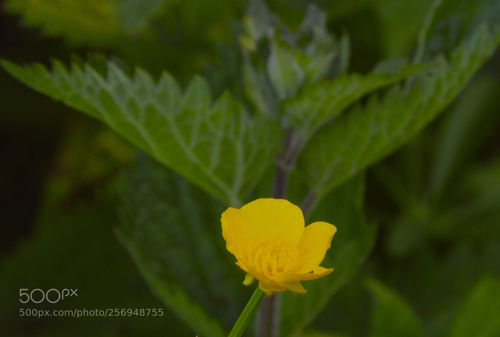 Nikon Coolpix B700 sample photo. Buttercup and nettles photography