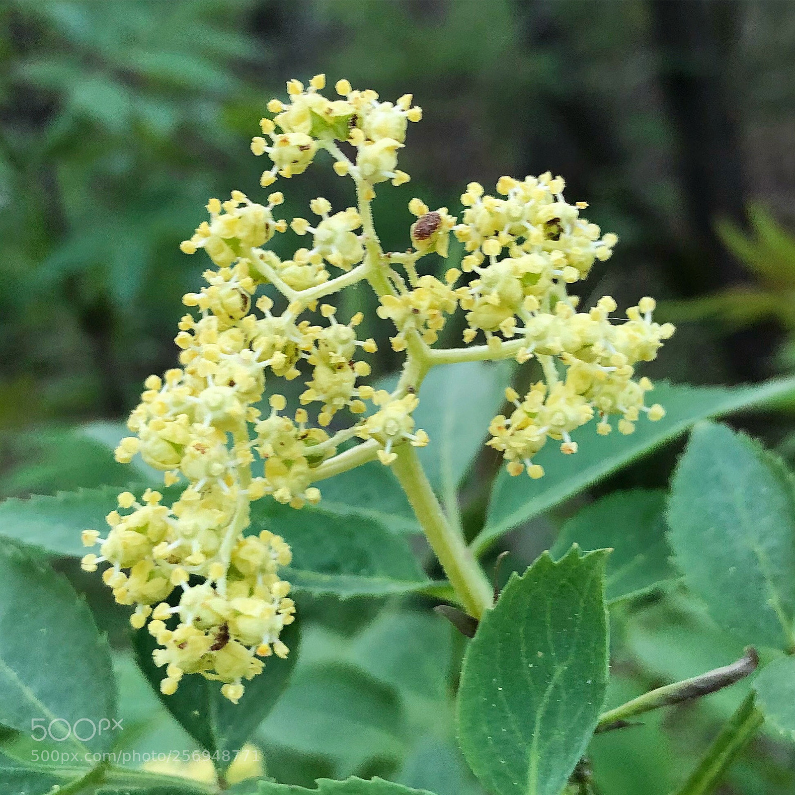 Apple iPhone 8 Plus sample photo. Lovely springflower photography