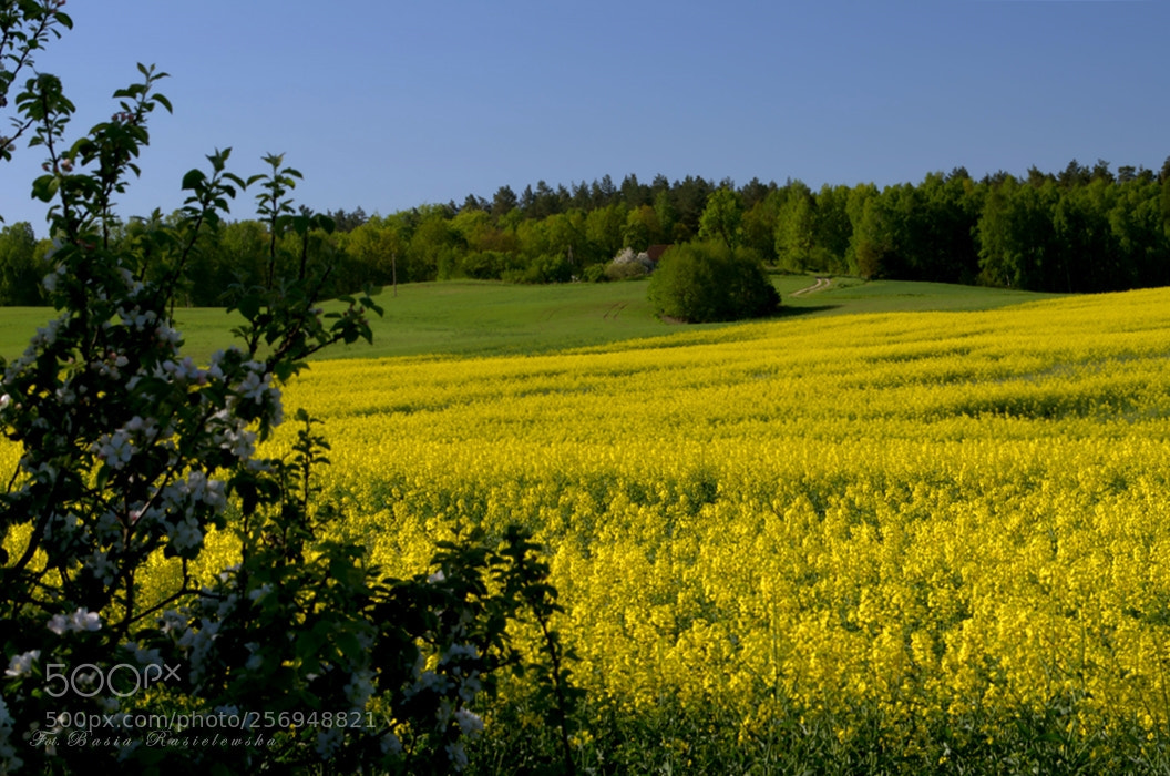 Nikon D5100 sample photo. Spring in the countryside photography