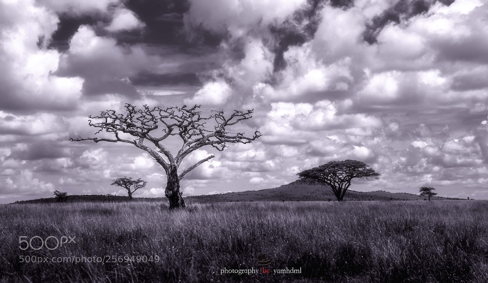 Nikon D750 sample photo. Serengeti photography