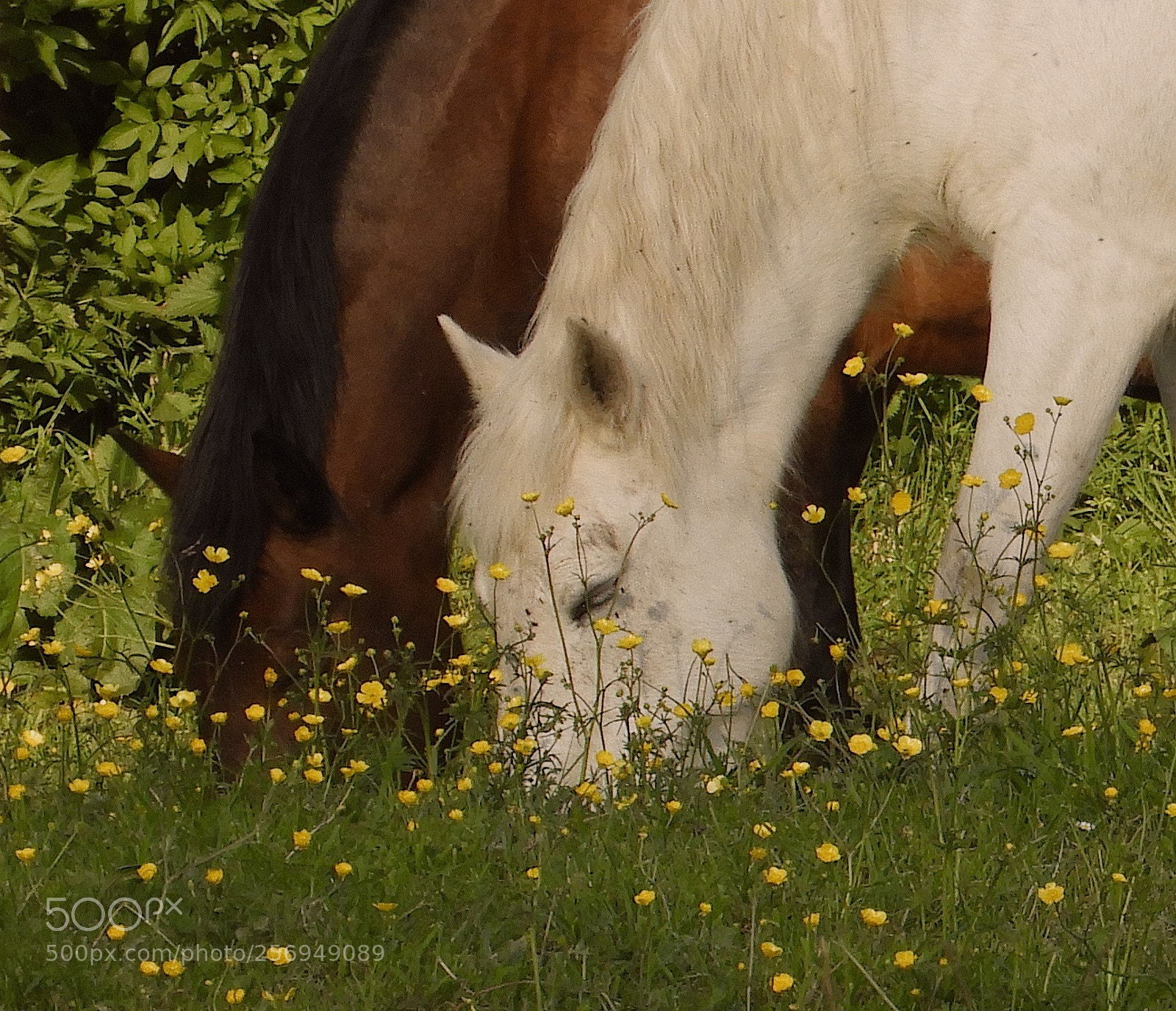 Nikon Coolpix B700 sample photo. Horses and buttercups photography