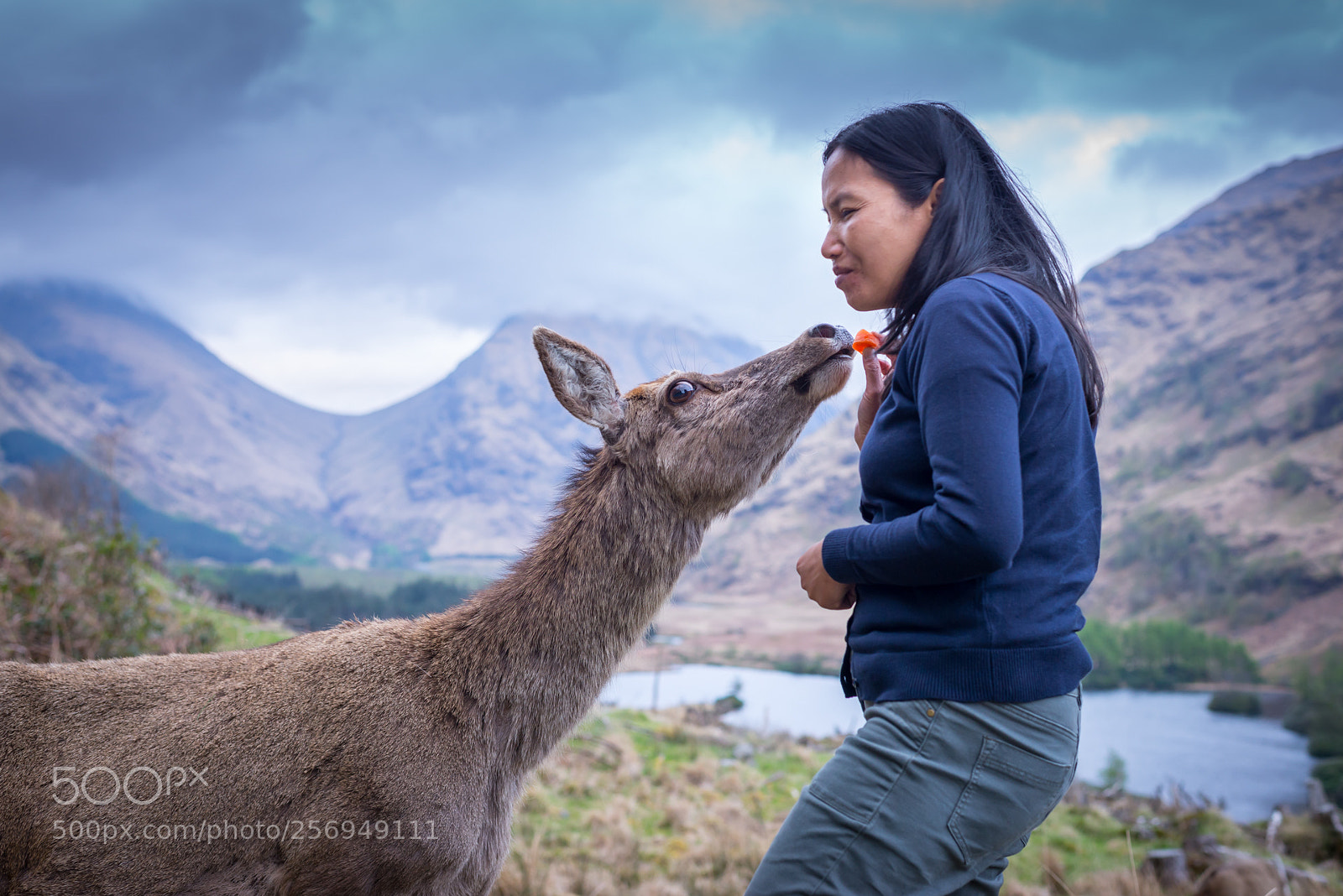 Nikon D610 sample photo. Glen etive deer photography