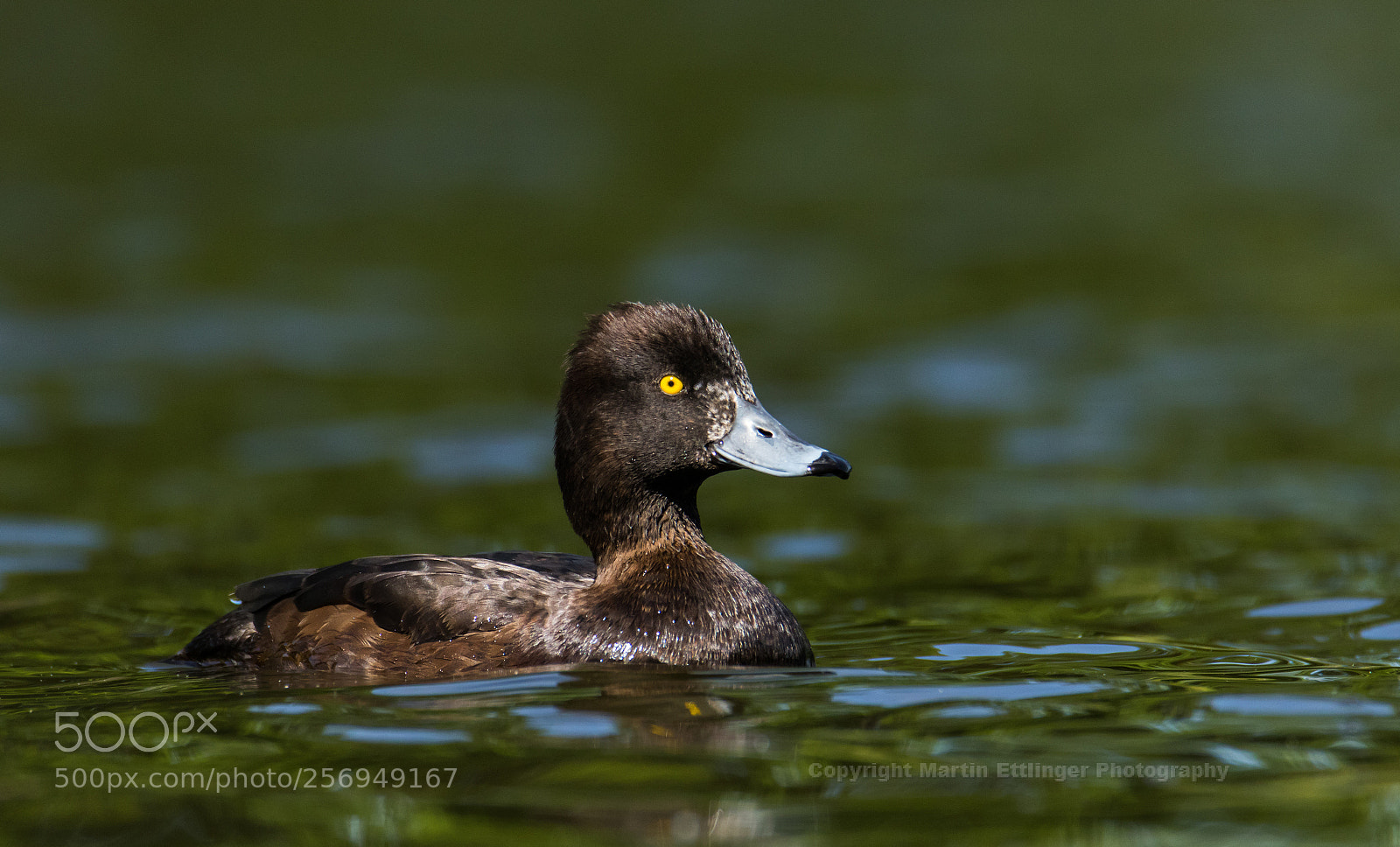 Canon EOS 7D Mark II sample photo. Tufted duck aythya fuligula photography