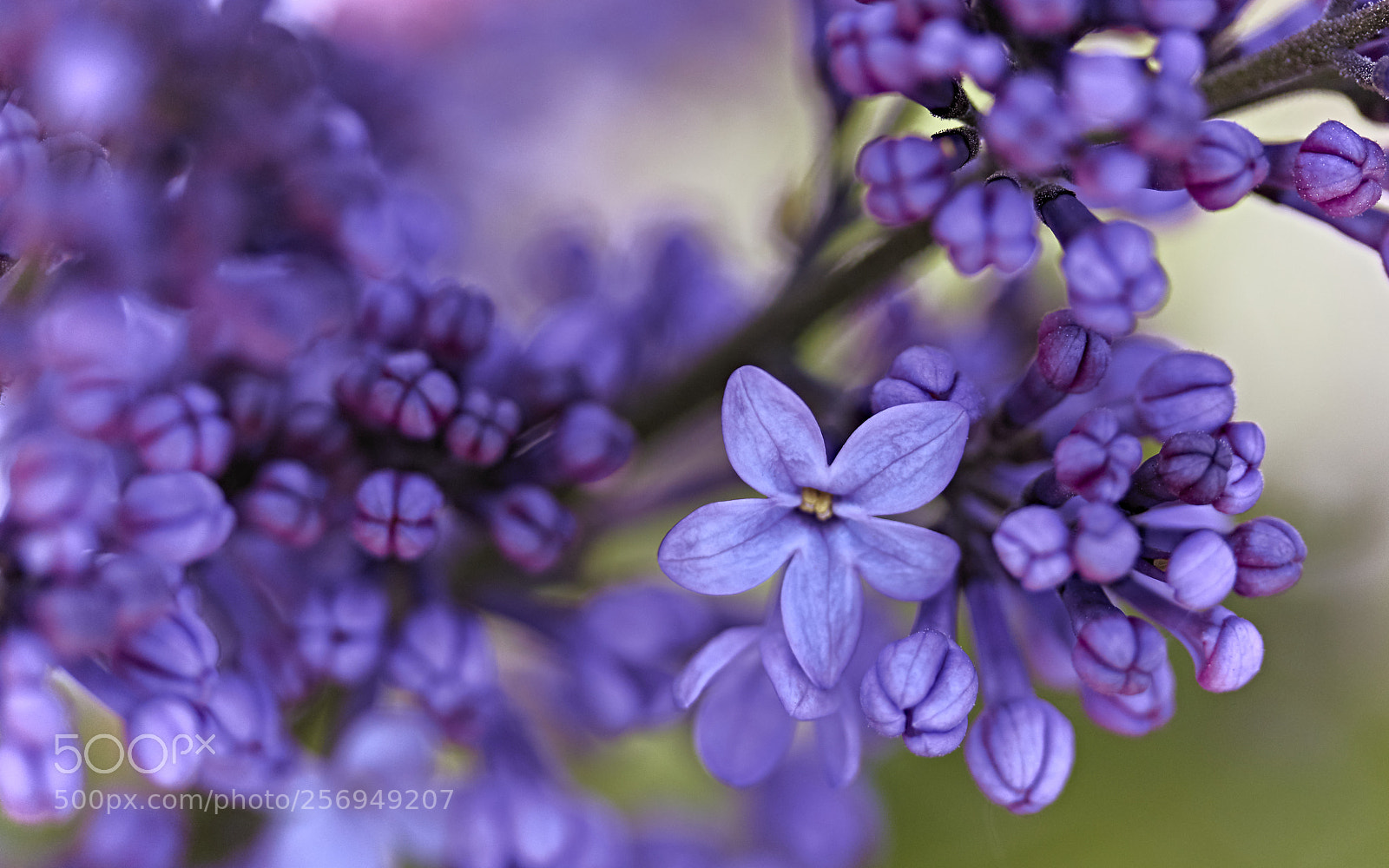 Canon EOS 750D (EOS Rebel T6i / EOS Kiss X8i) sample photo. Lilac... photography