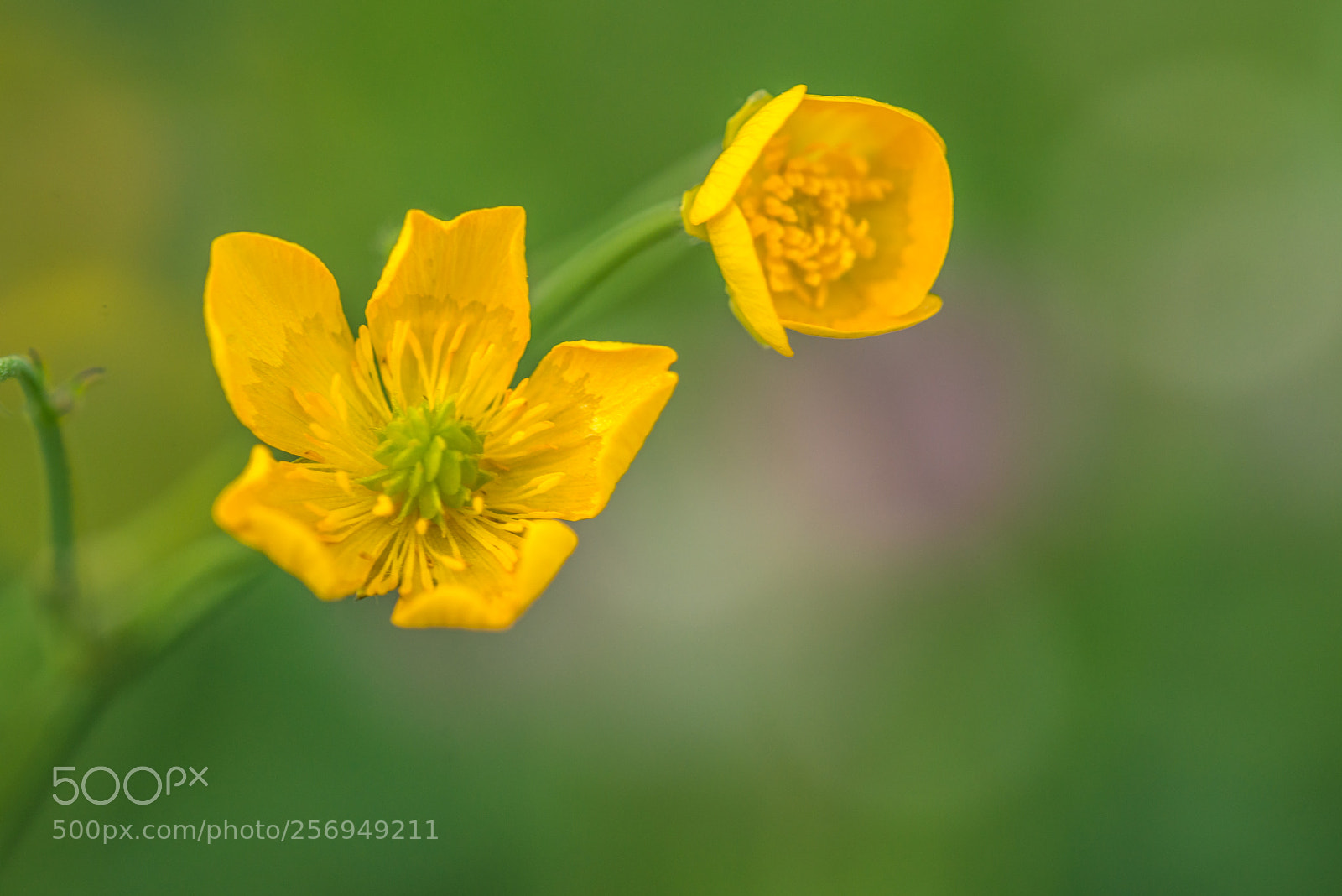 Nikon D800 sample photo. Spring beauty photography
