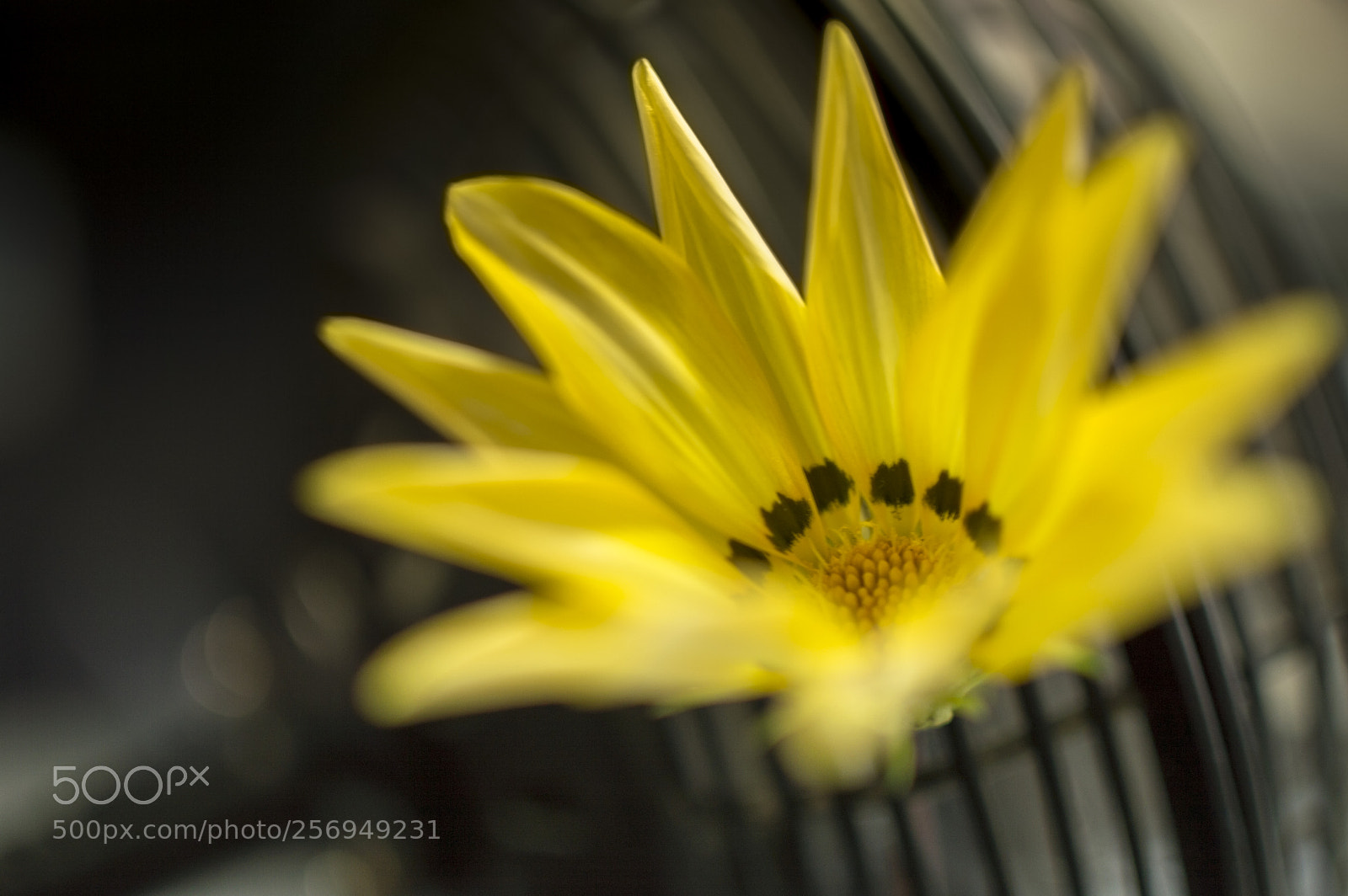 Nikon D3200 sample photo. Amarelinha photography