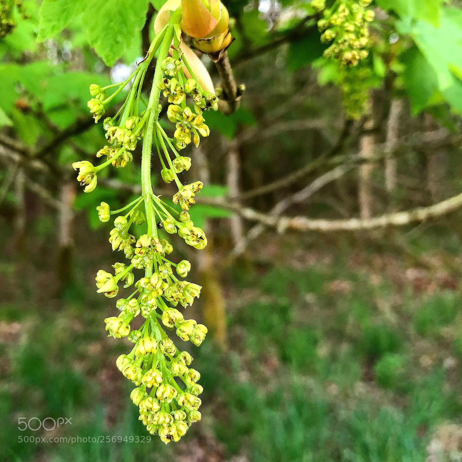 Apple iPhone 8 Plus sample photo. Nature in may photography