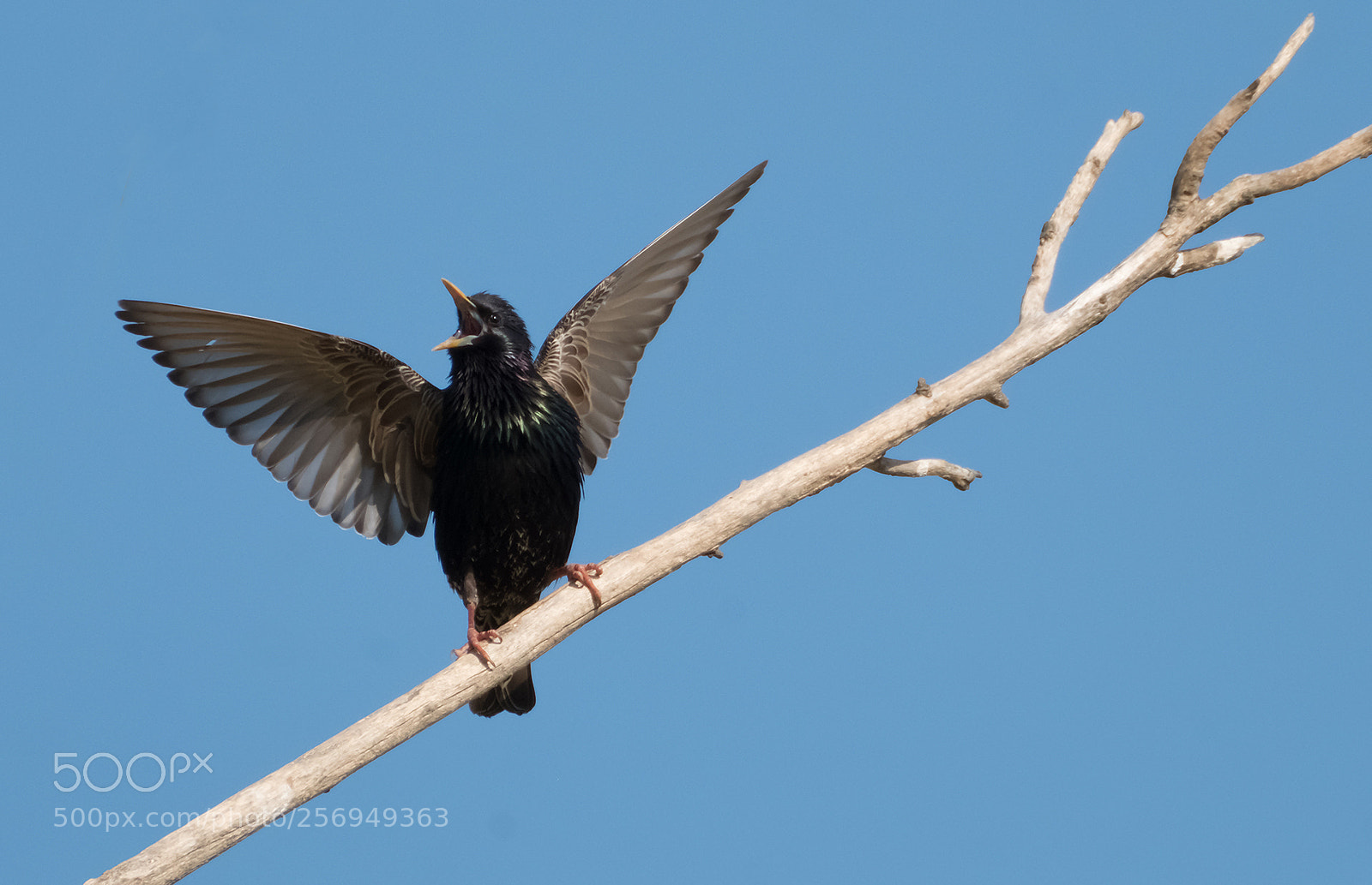Fujifilm X-T2 sample photo. Bird photography