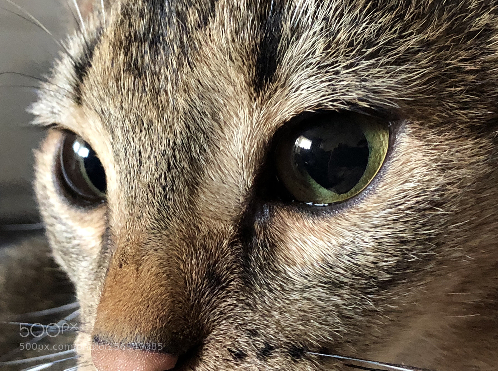 Apple iPhone X sample photo. Cat anfisa photography