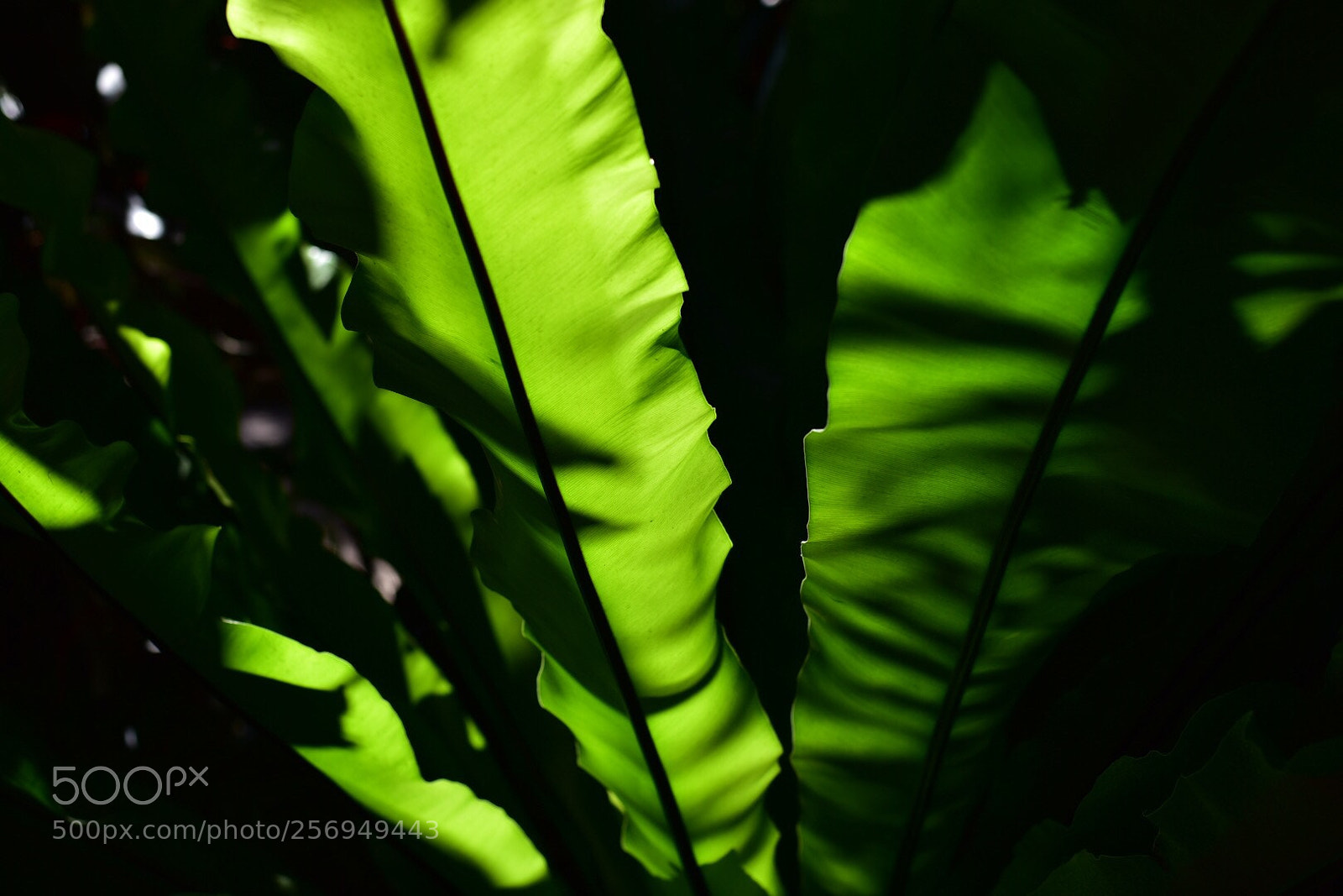 Nikon D750 sample photo. Green photography