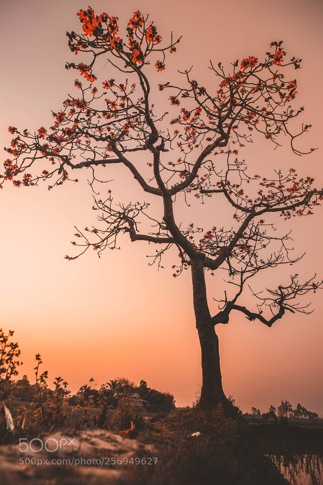 Nikon D610 sample photo. The lonely tree photography