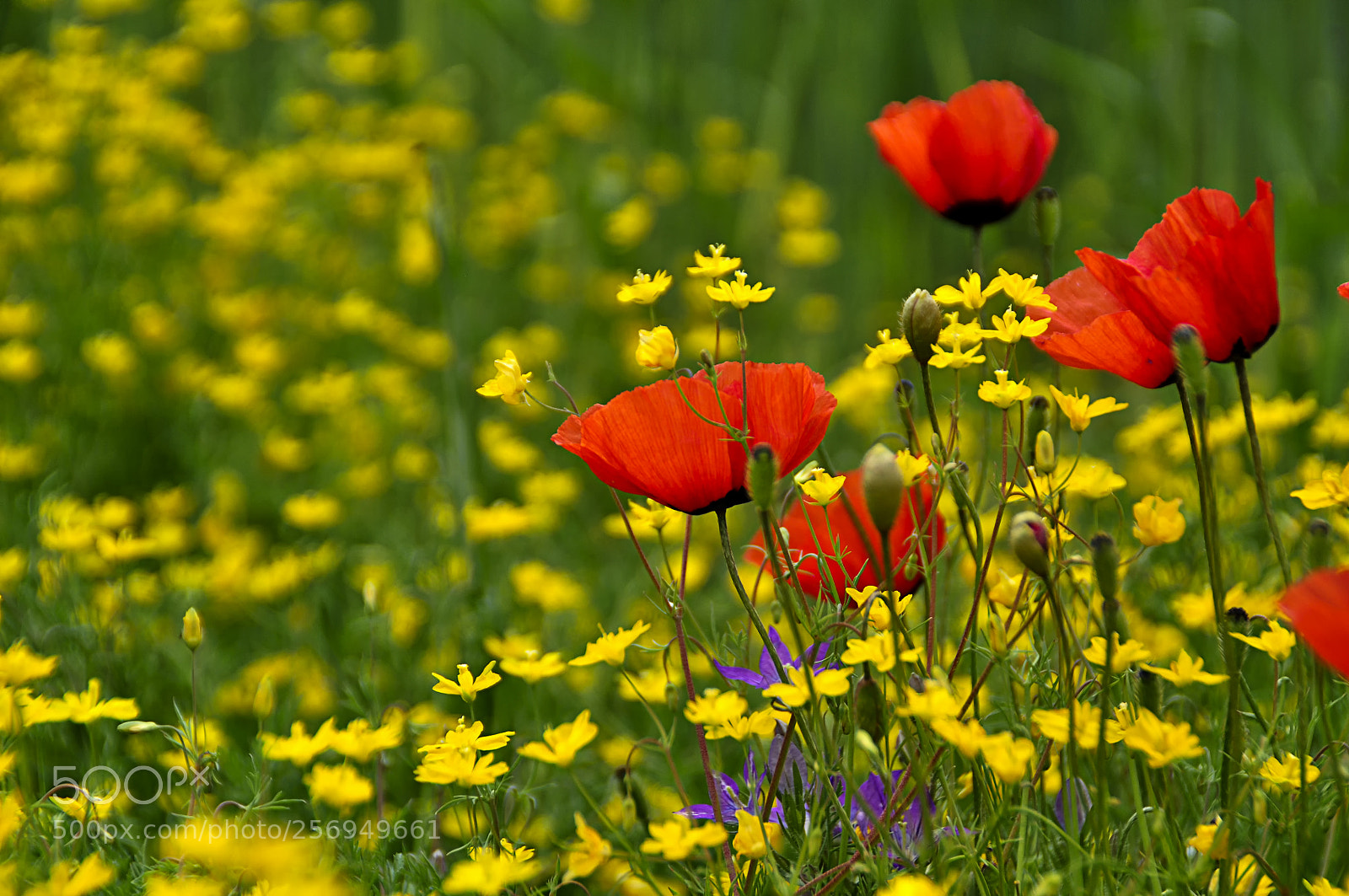 Nikon D5000 sample photo. Papaver rhoeas photography