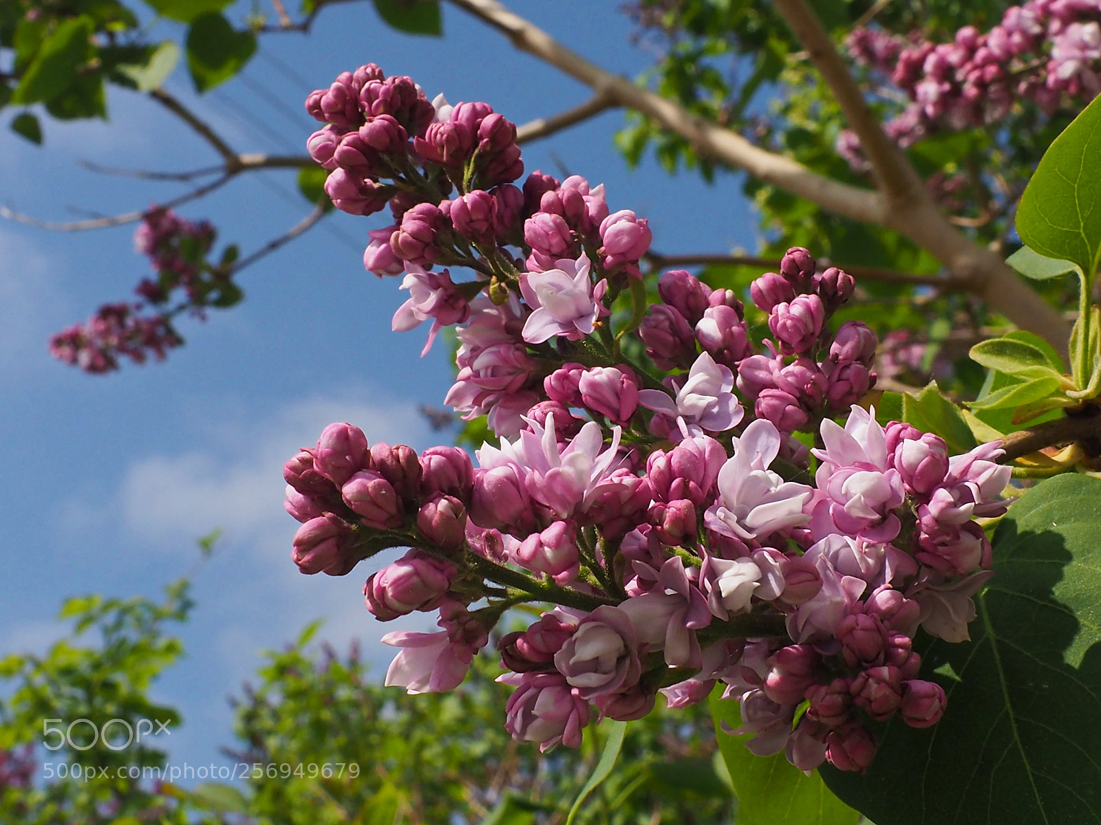 Olympus OM-D E-M10 II sample photo. Lilac photography