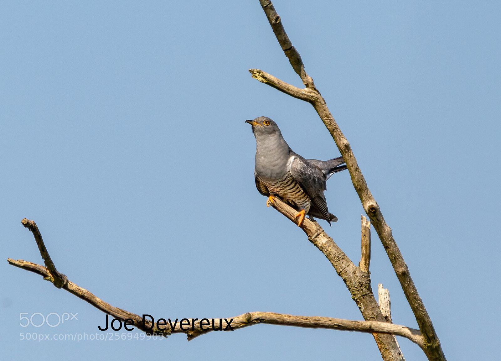 Canon EOS 7D Mark II sample photo. Cuckoo photography