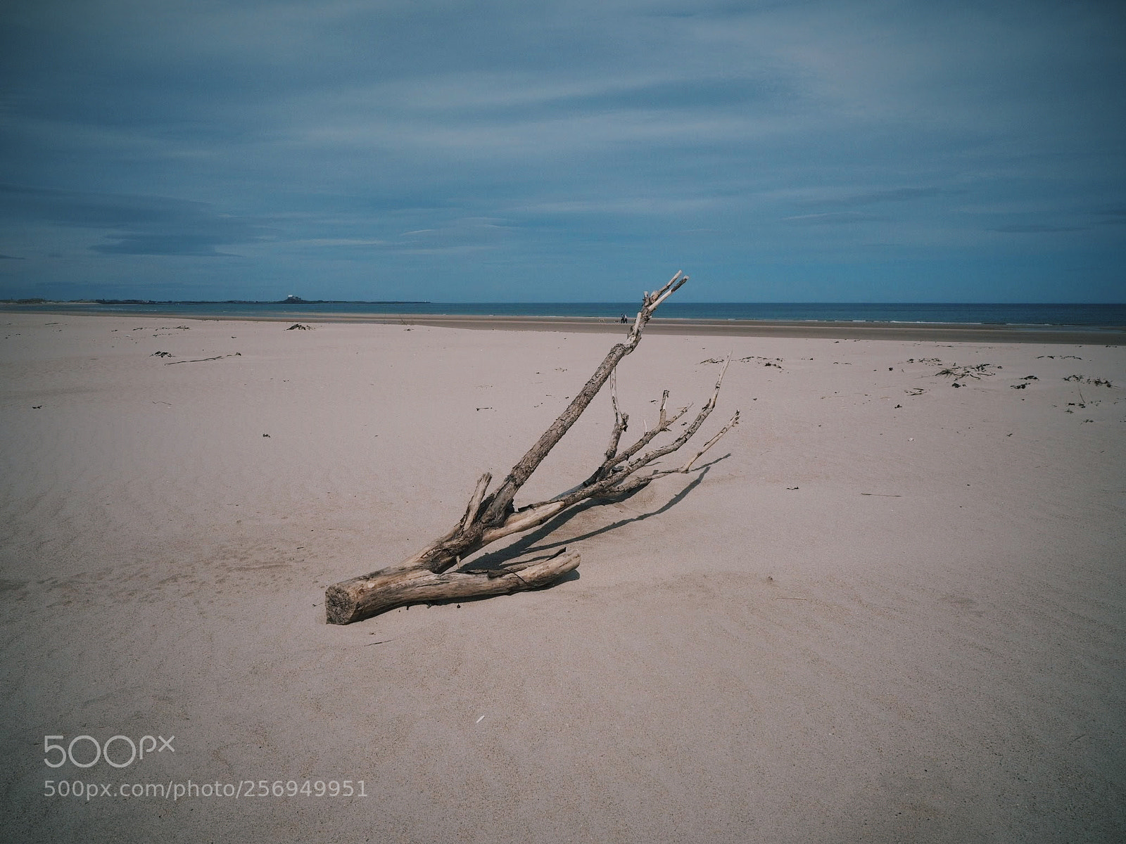 Olympus OM-D E-M10 II sample photo. Driftwood photography