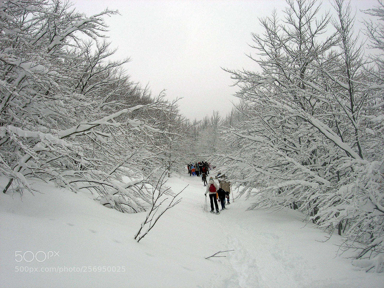 Nikon E5900 sample photo. Photo (t) photography