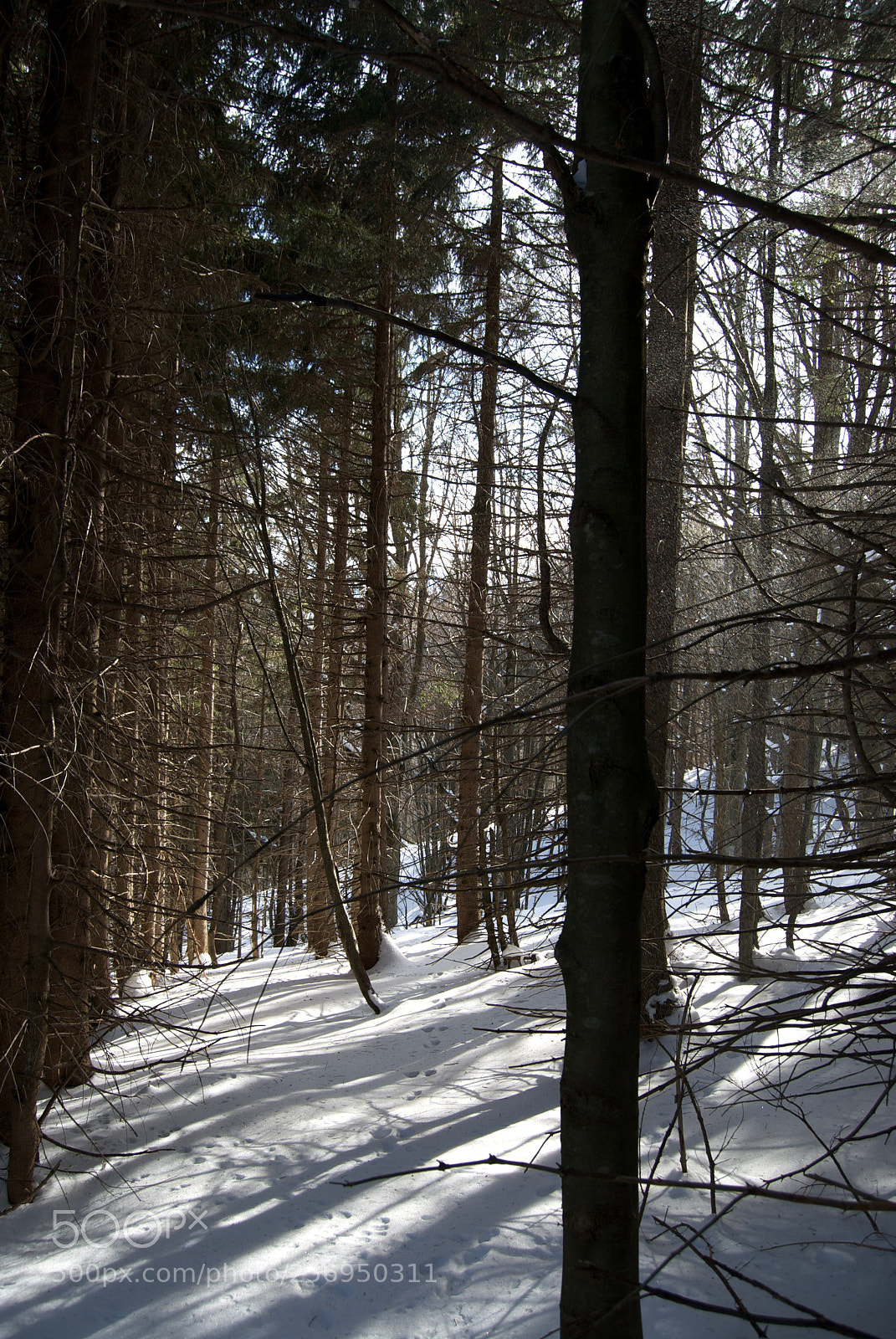 Nikon D60 sample photo. Version photography