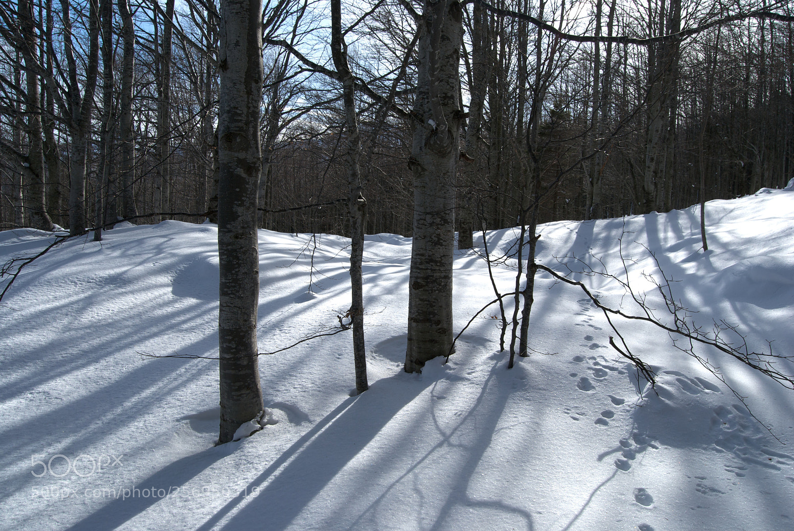Nikon D60 sample photo. Version photography