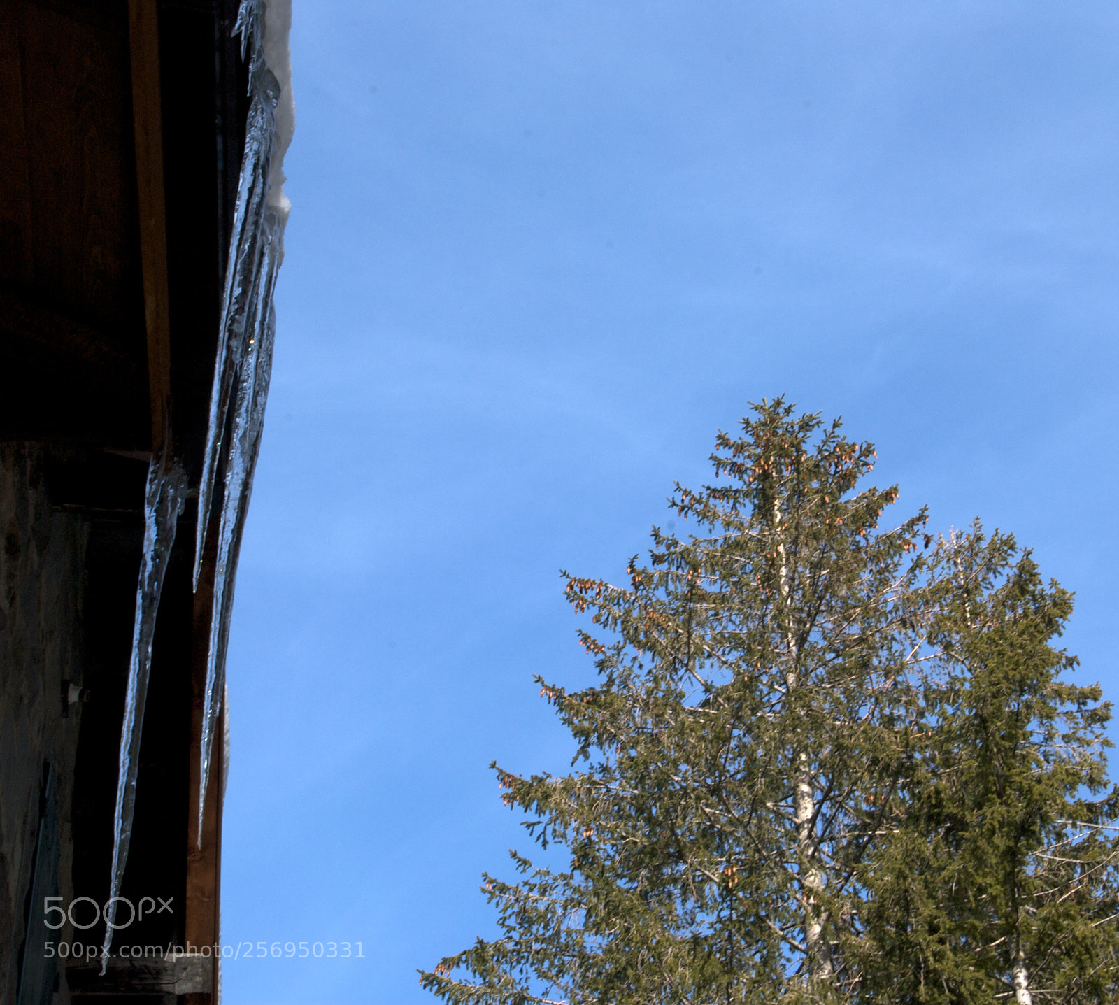 Nikon D60 sample photo. Version photography