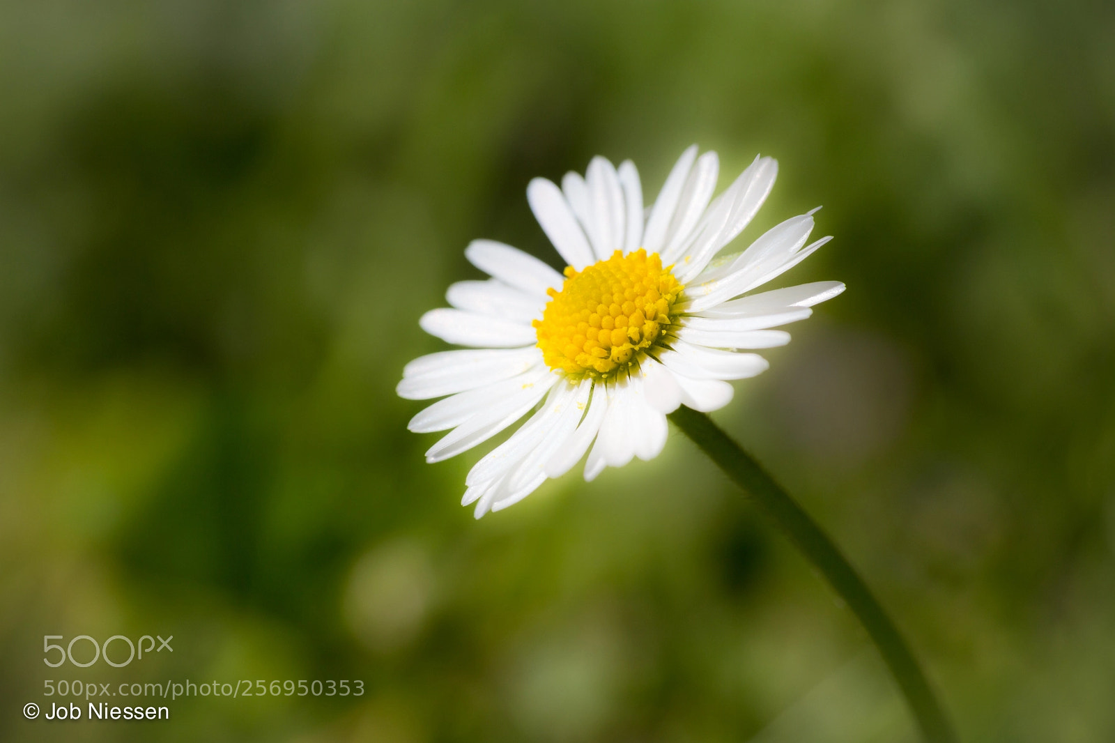 Canon EOS 6D sample photo. Daisy photography