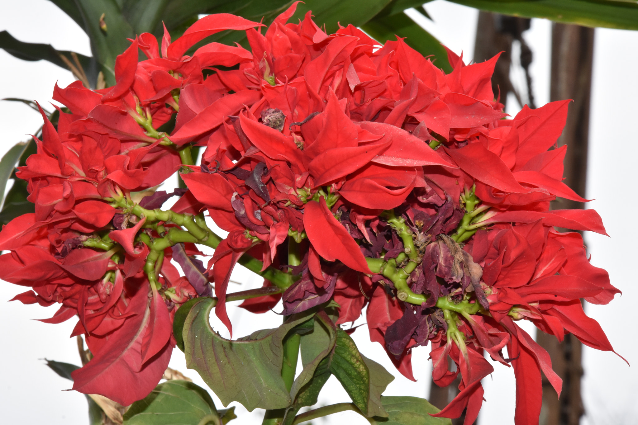 Nikon D7200 sample photo. Dsc photography