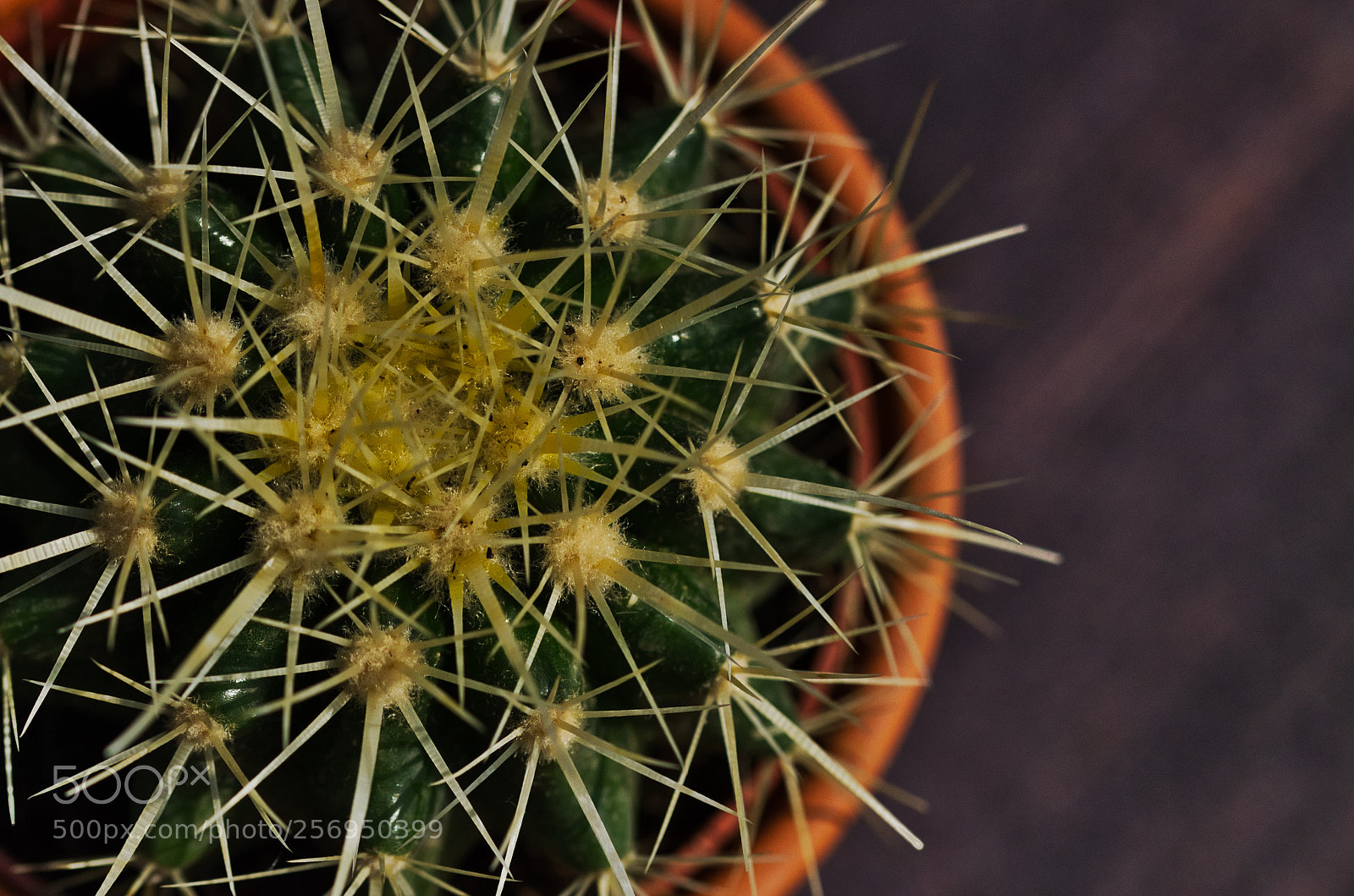 Nikon D7000 sample photo. Cactus ball photography