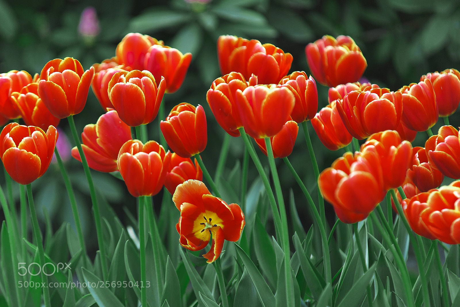 Canon EOS-1Ds Mark II sample photo. Tulips photography