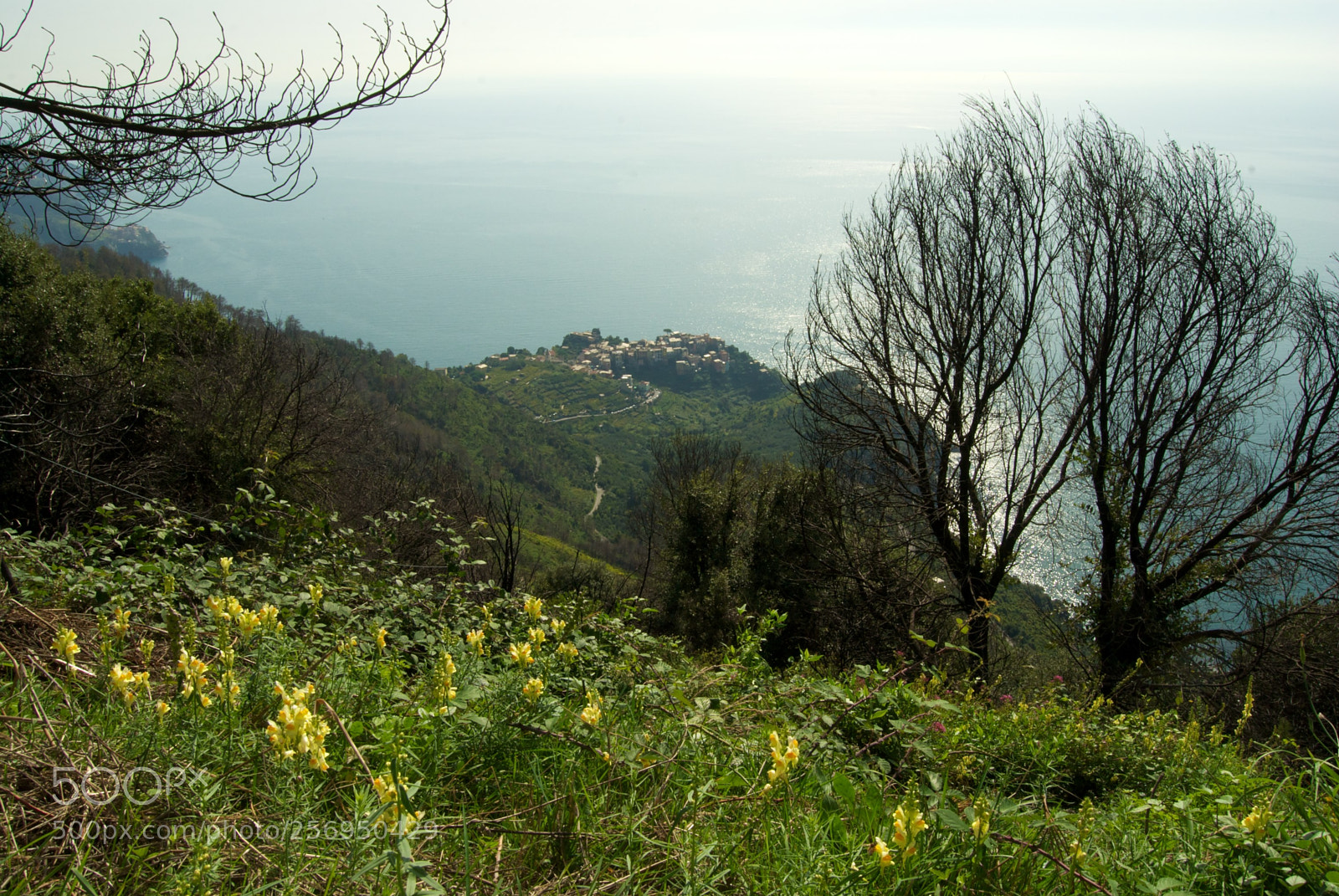 Nikon D60 sample photo. Corniglia photography