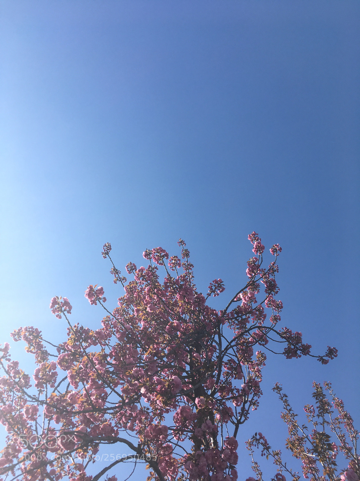 Apple iPhone SE sample photo. Untitled photography