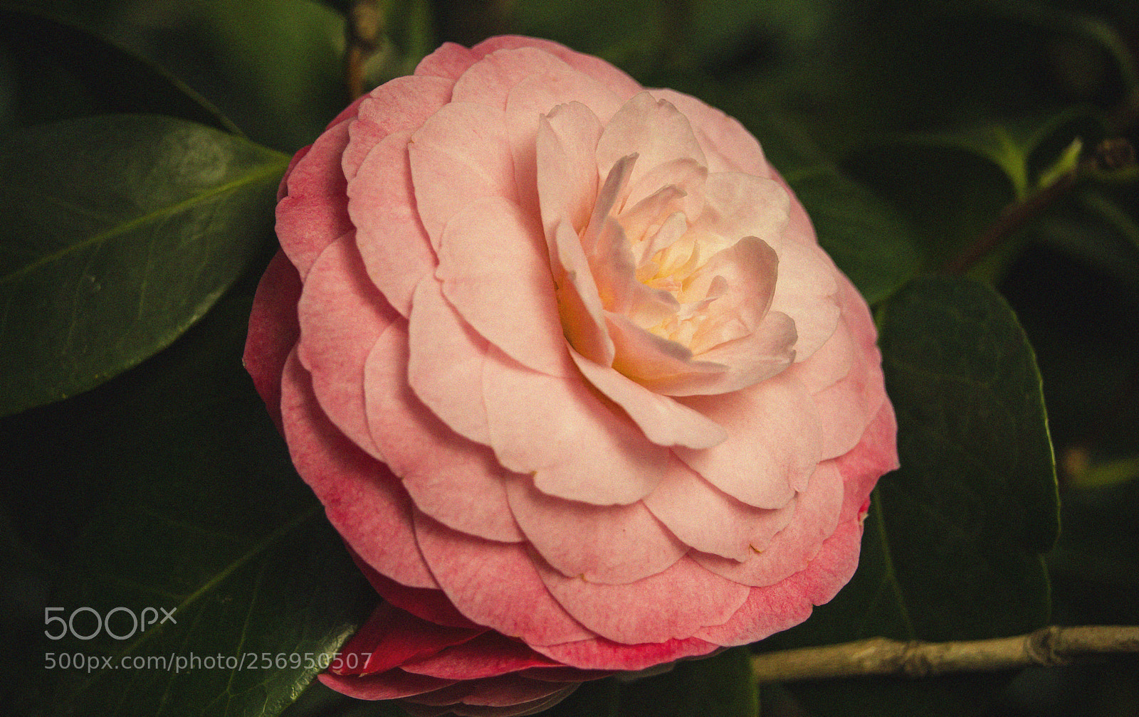 Nikon D610 sample photo. Secret garden photography