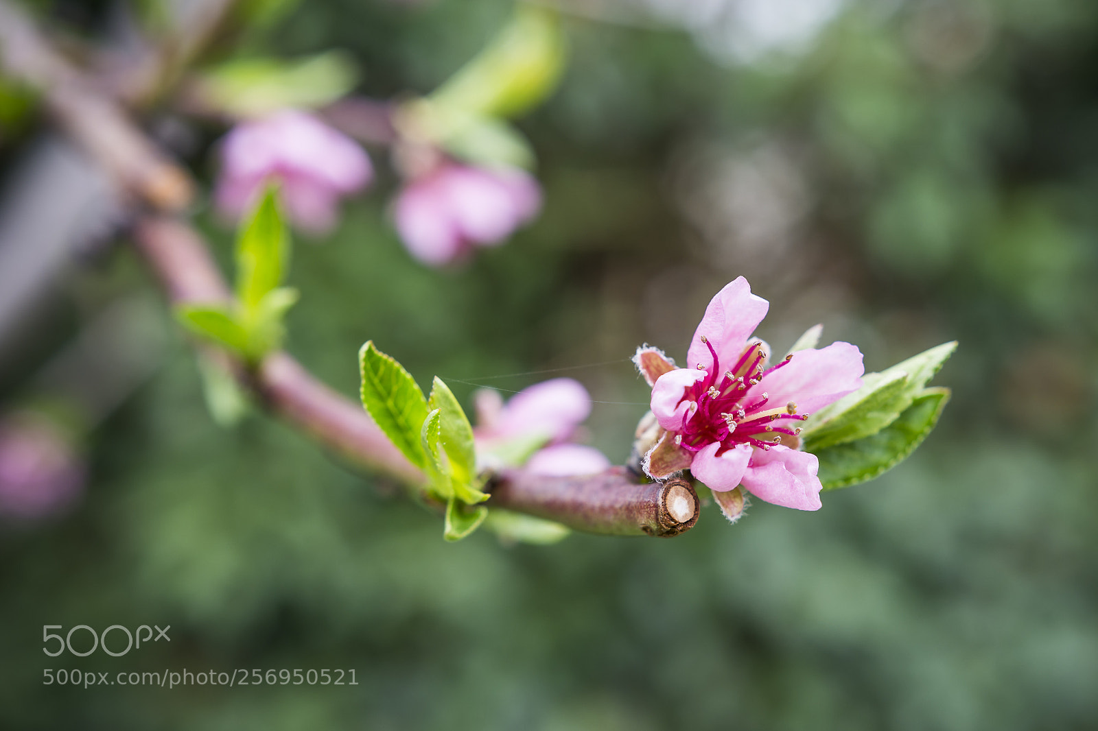 Nikon D7200 sample photo. Spring 2018 - apricot blossom photography