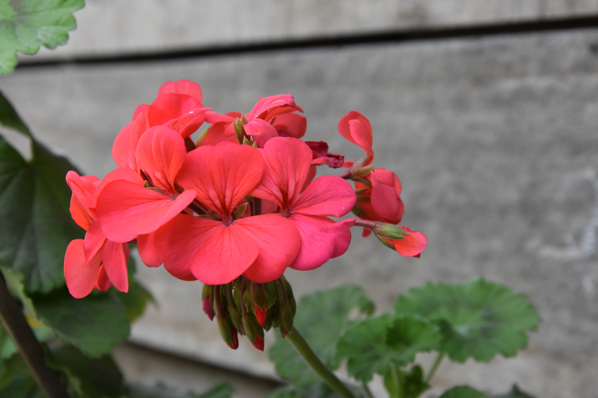 Nikon D7200 sample photo. Dsc photography