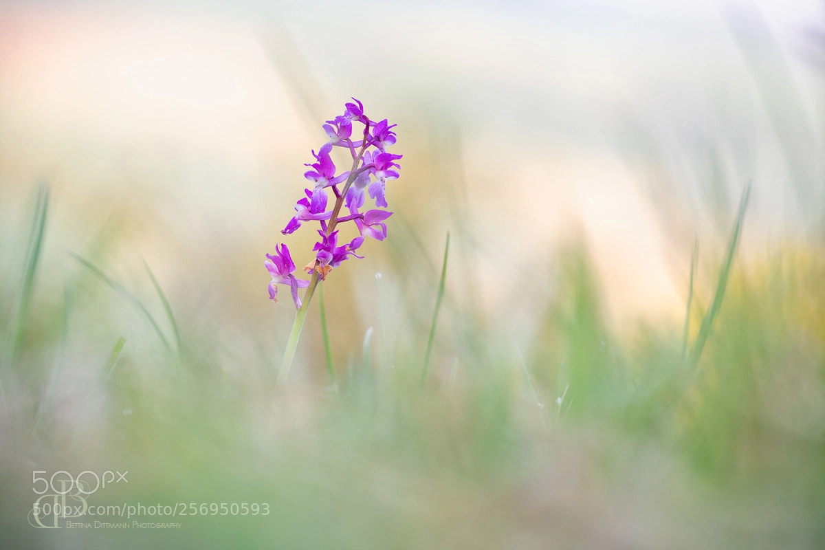 Canon EOS 5D Mark IV sample photo. Orchis mascula - m photography