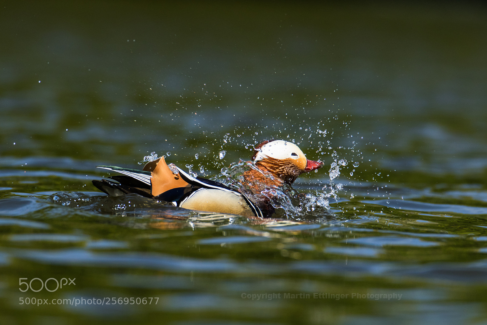 Canon EOS 7D Mark II sample photo. Mandarin duck aix galericulata photography