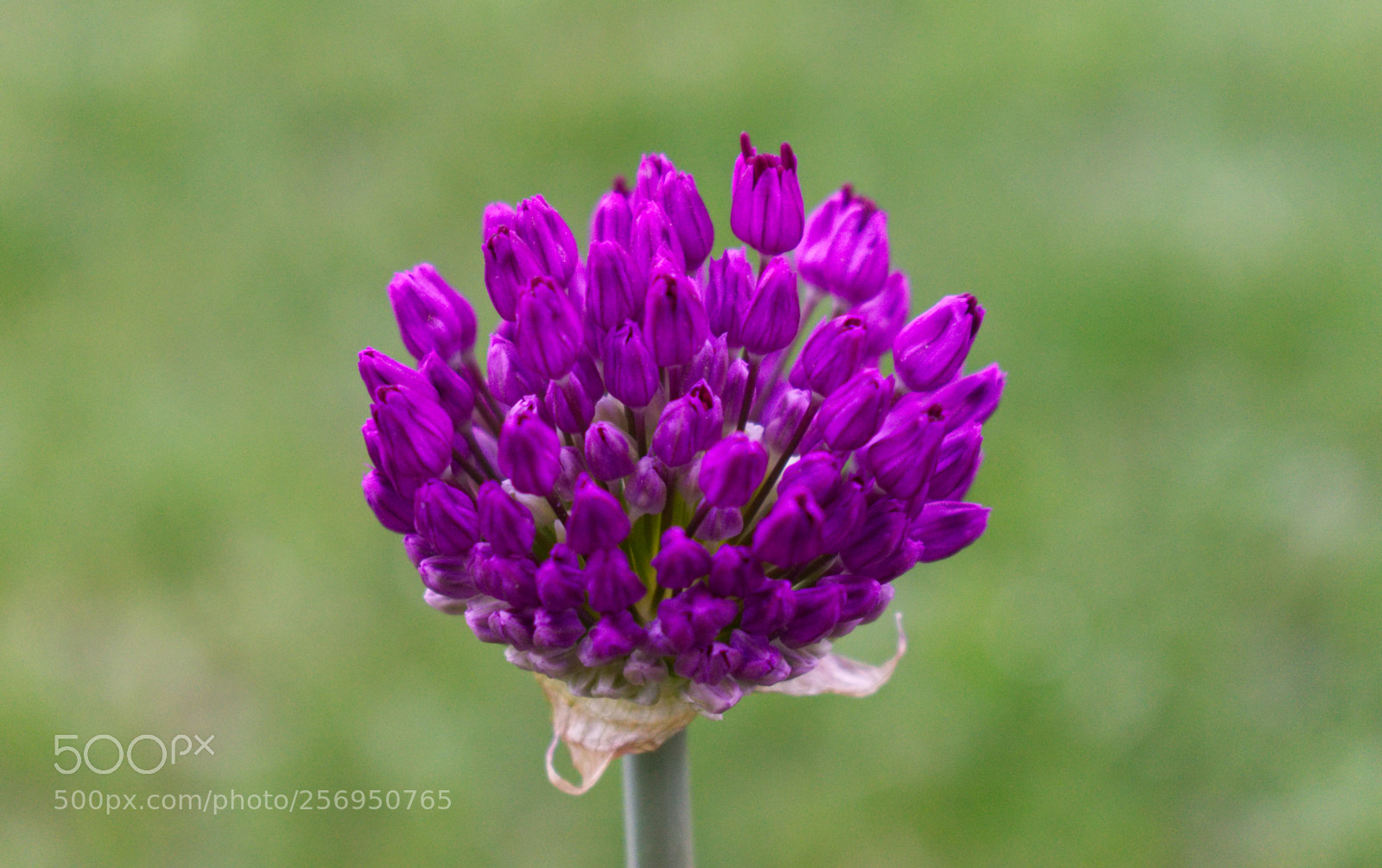 Nikon D5300 sample photo. Violet flower photography