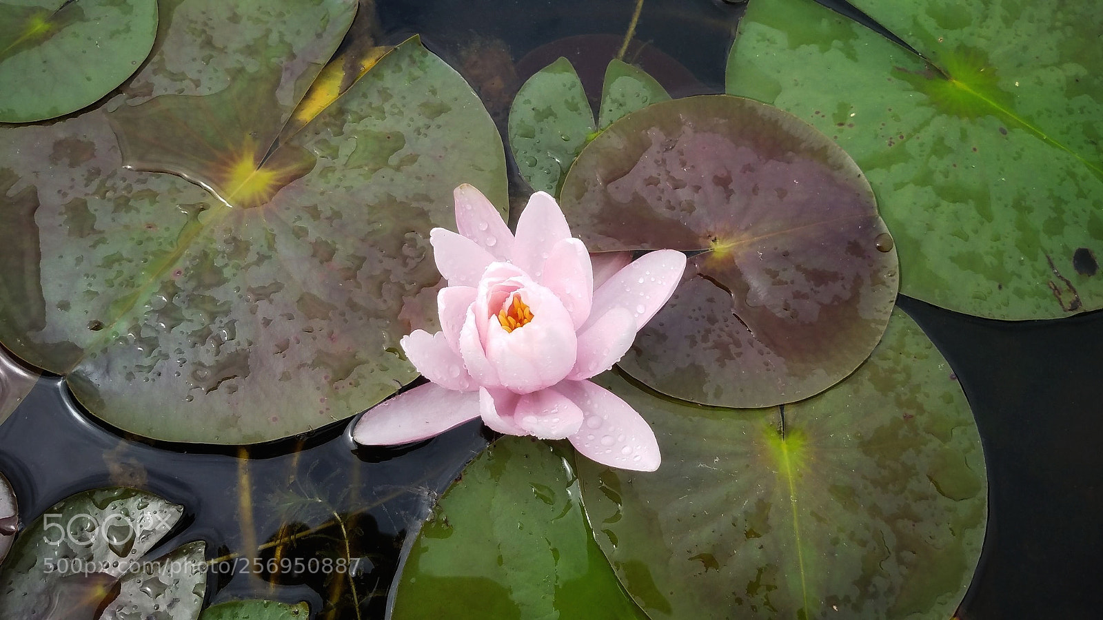 Samsung Galaxy S7 sample photo. Untitled photography