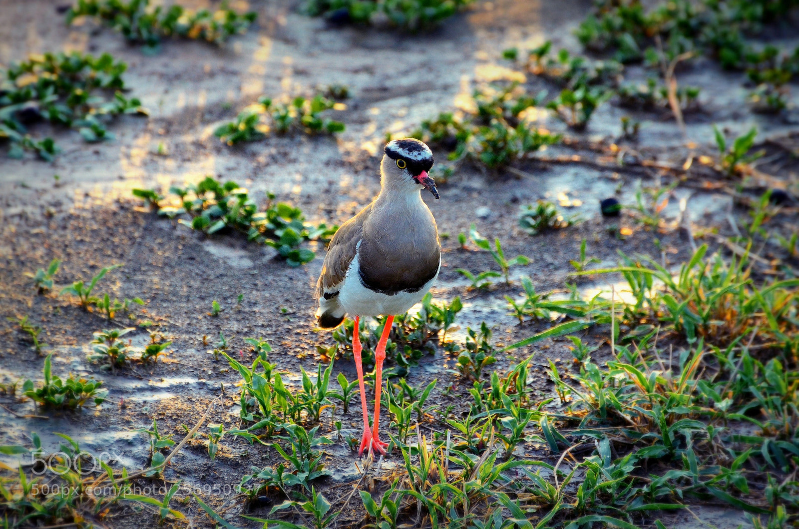 Nikon D5100 sample photo. Crowned lapwing photography
