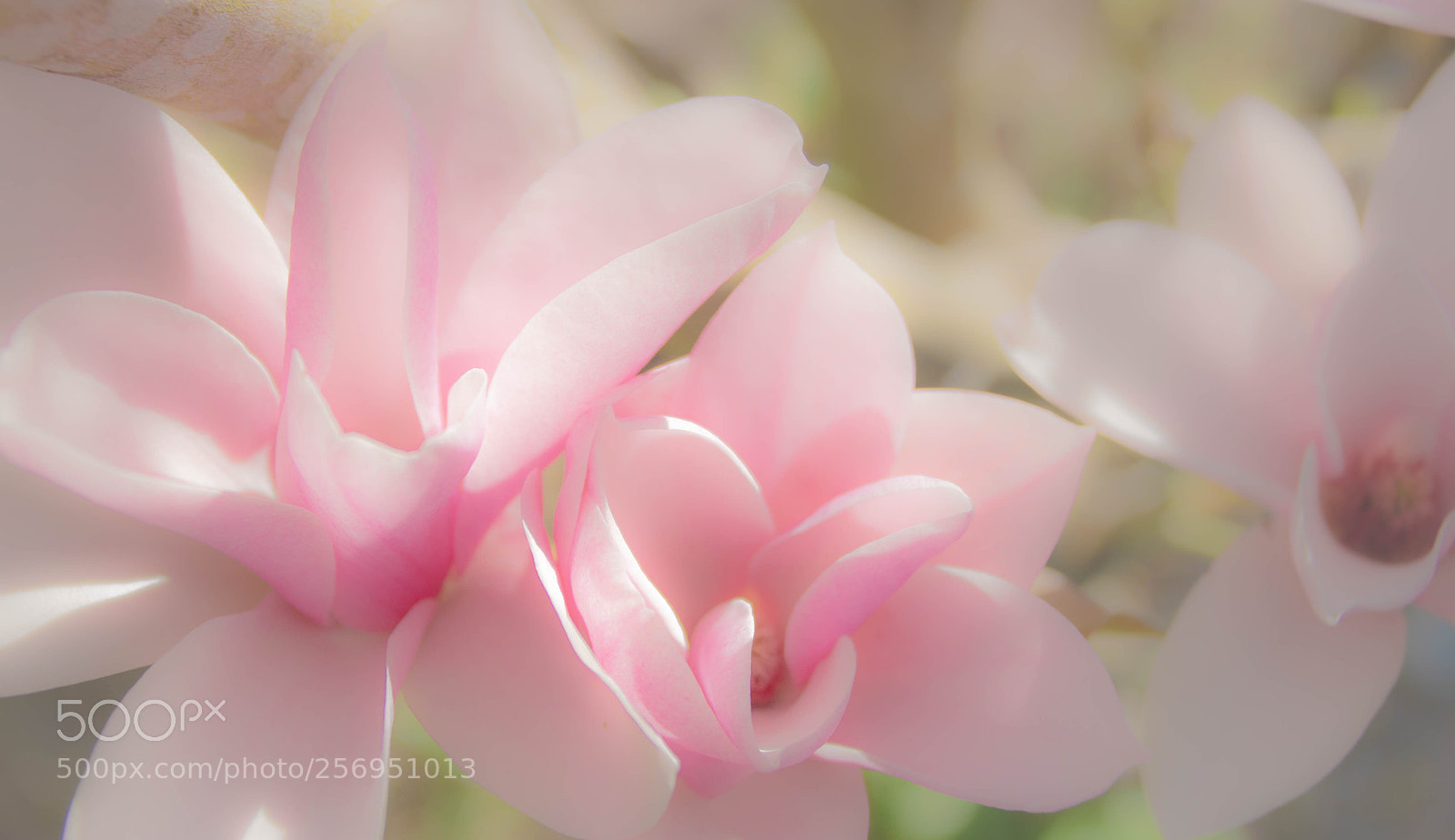 Pentax K-50 sample photo. Beautiful magnolia photography