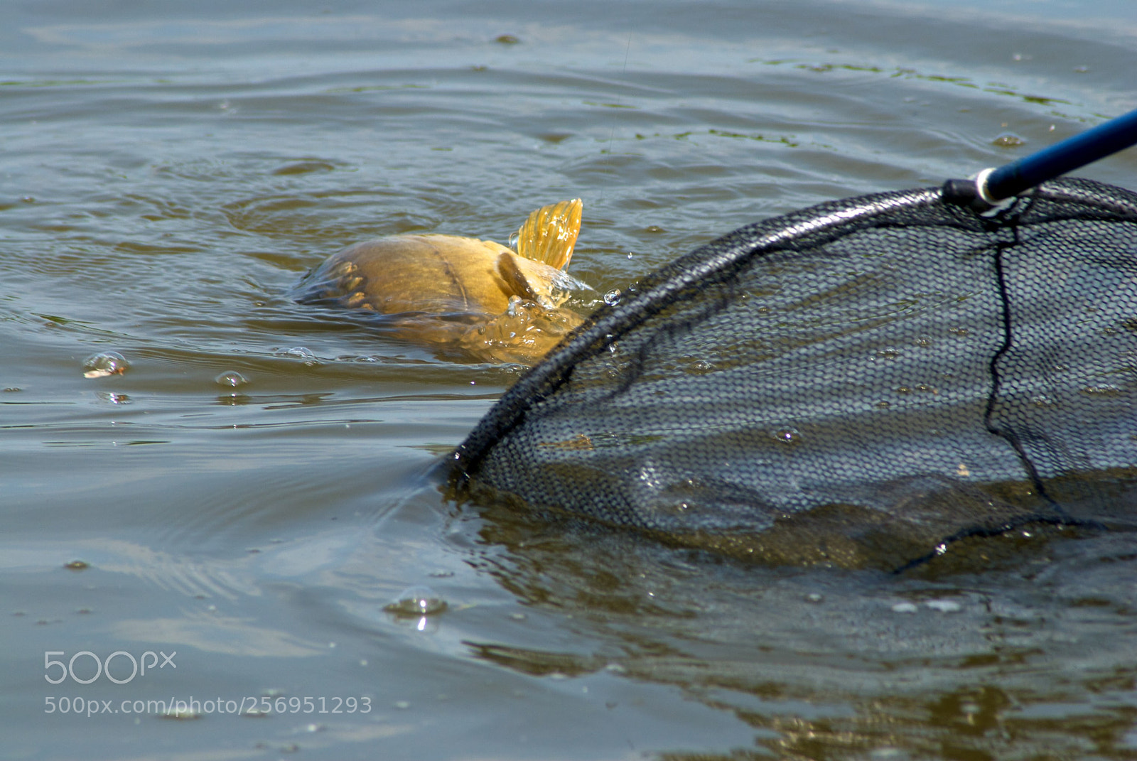 Nikon D60 sample photo. Version photography